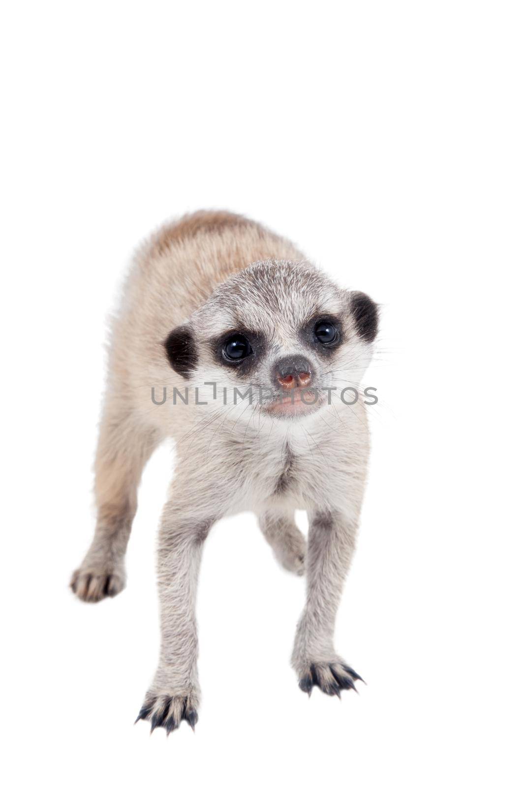 The meerkat or suricate cub, Suricata suricatta, isolated on white