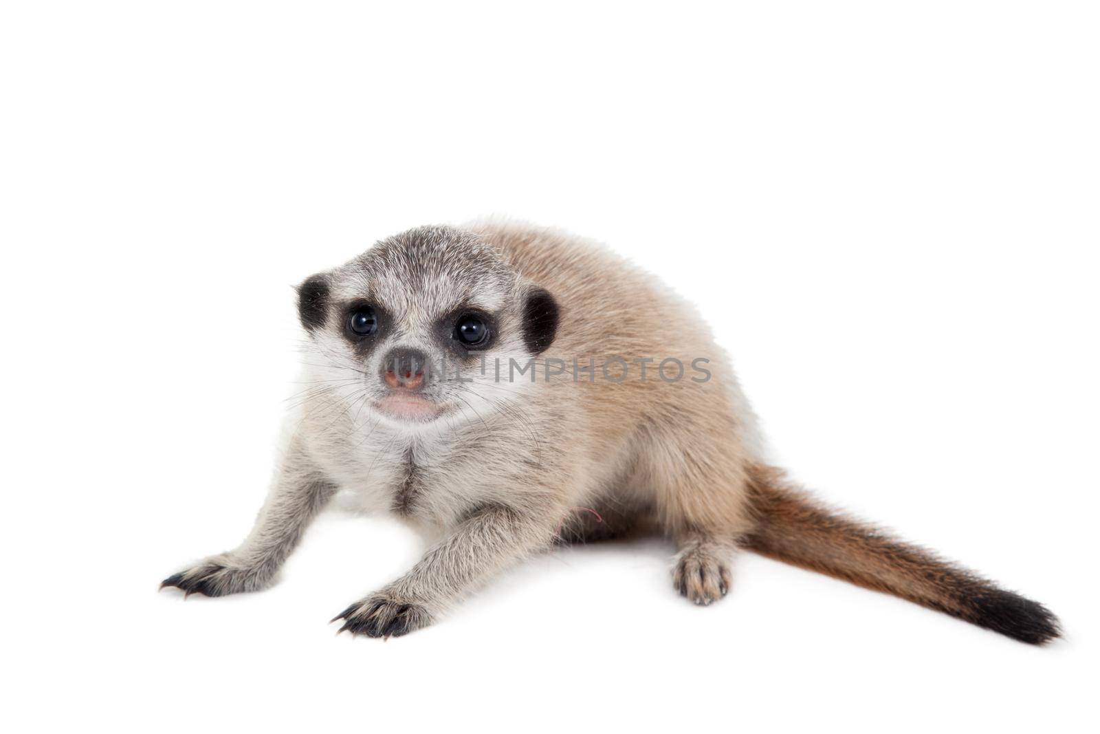 The meerkat or suricate cub, Suricata suricatta, isolated on white