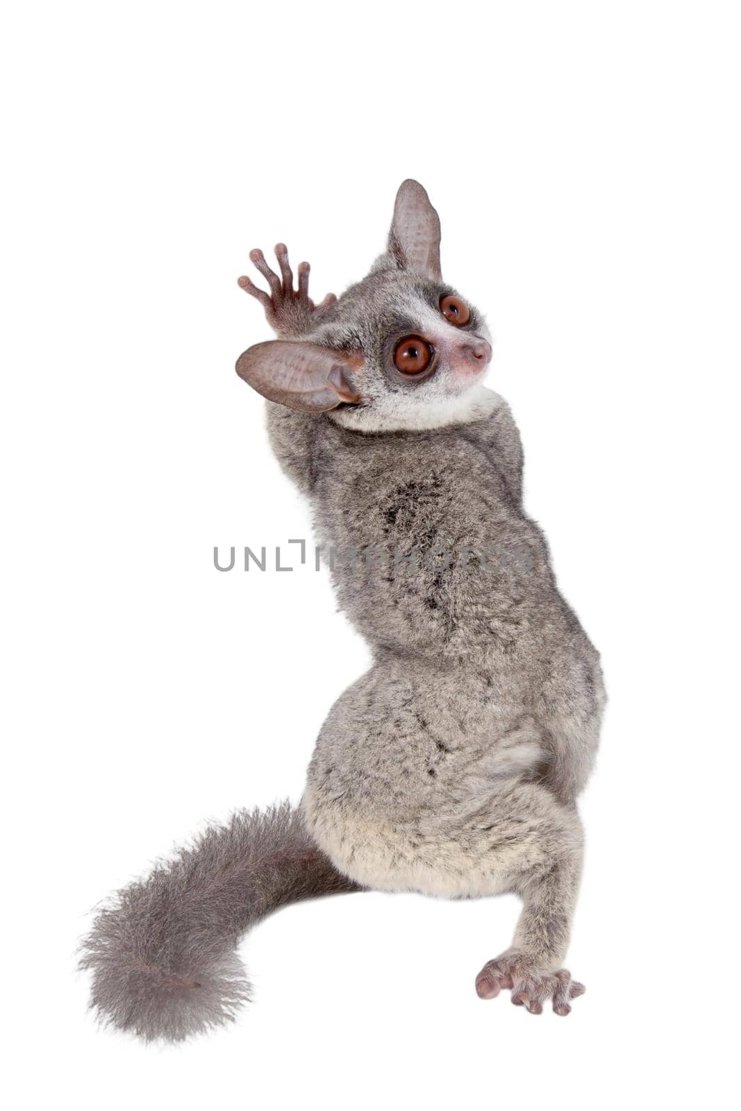 The Senegal bushbaby, Galago senegalensis, isolated on white background