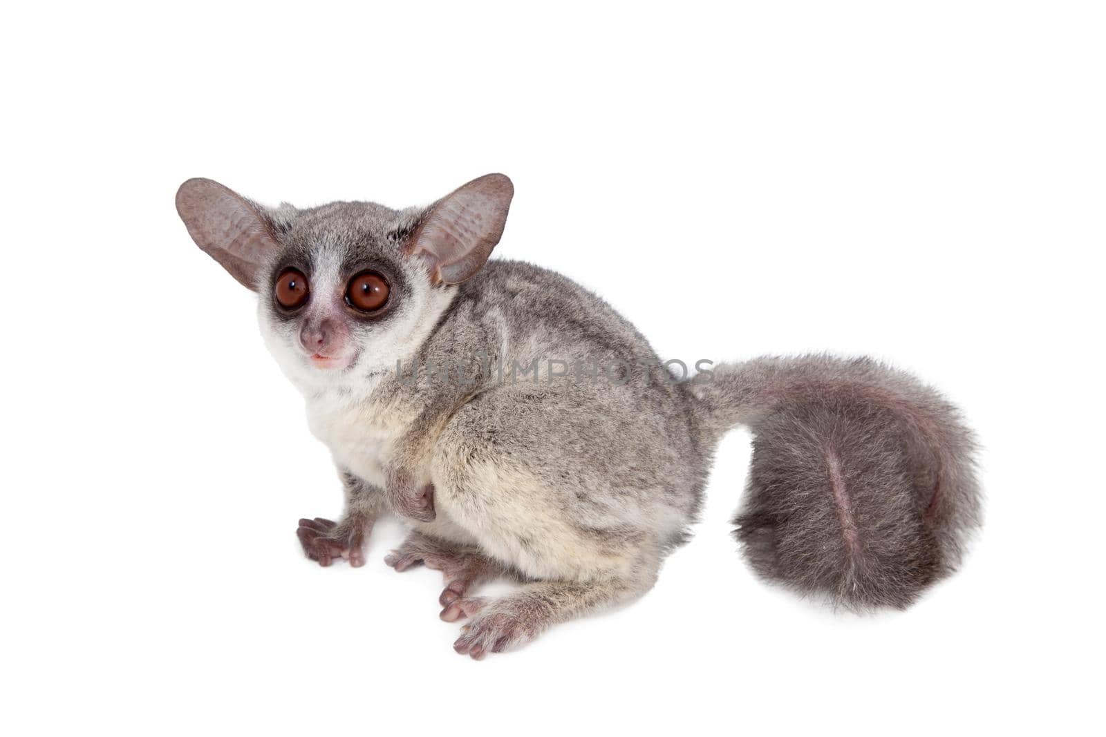 The Senegal bushbaby, Galago senegalensis, isolated on white background