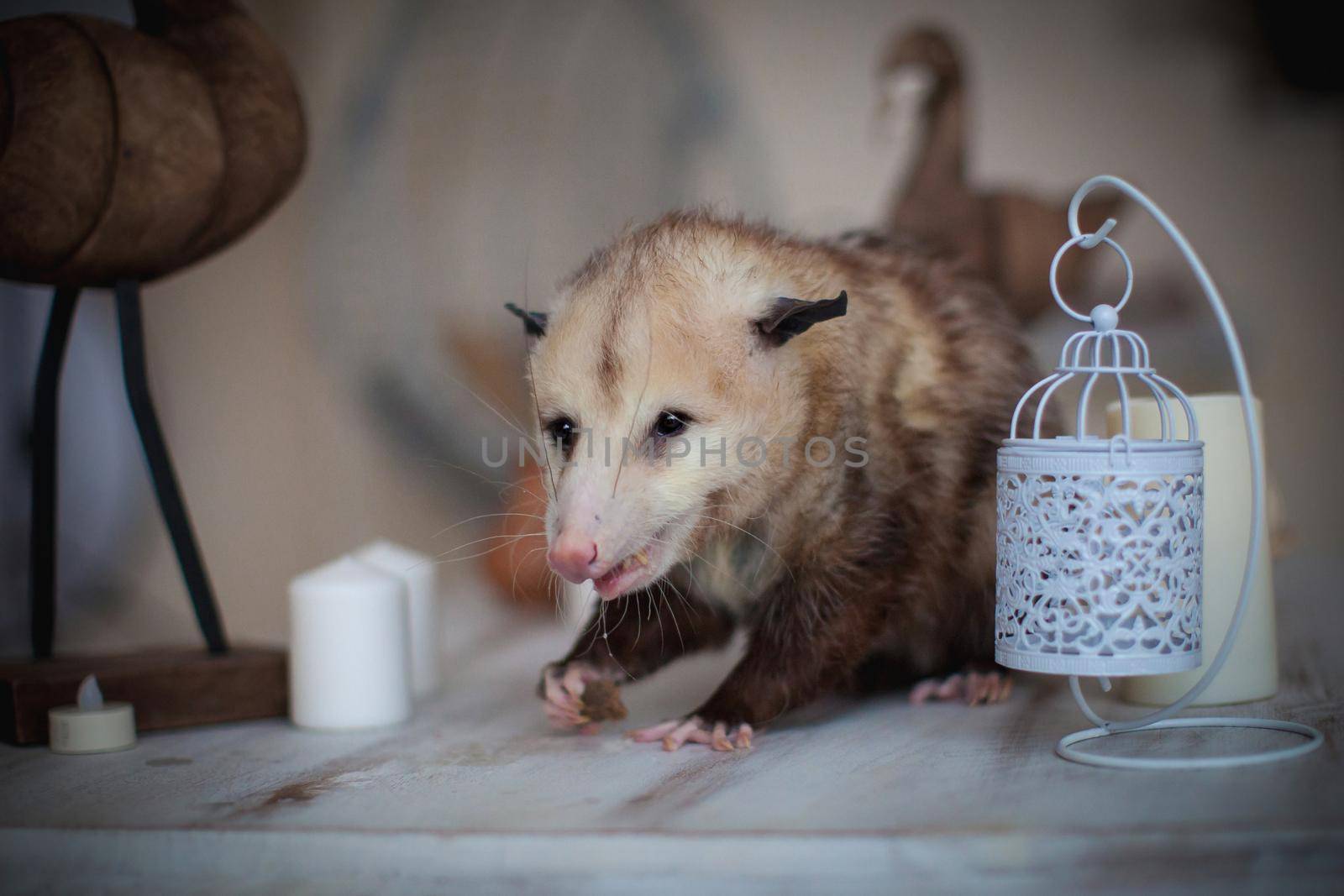 The Virginia opossum, Didelphis virginiana, on a table by RosaJay