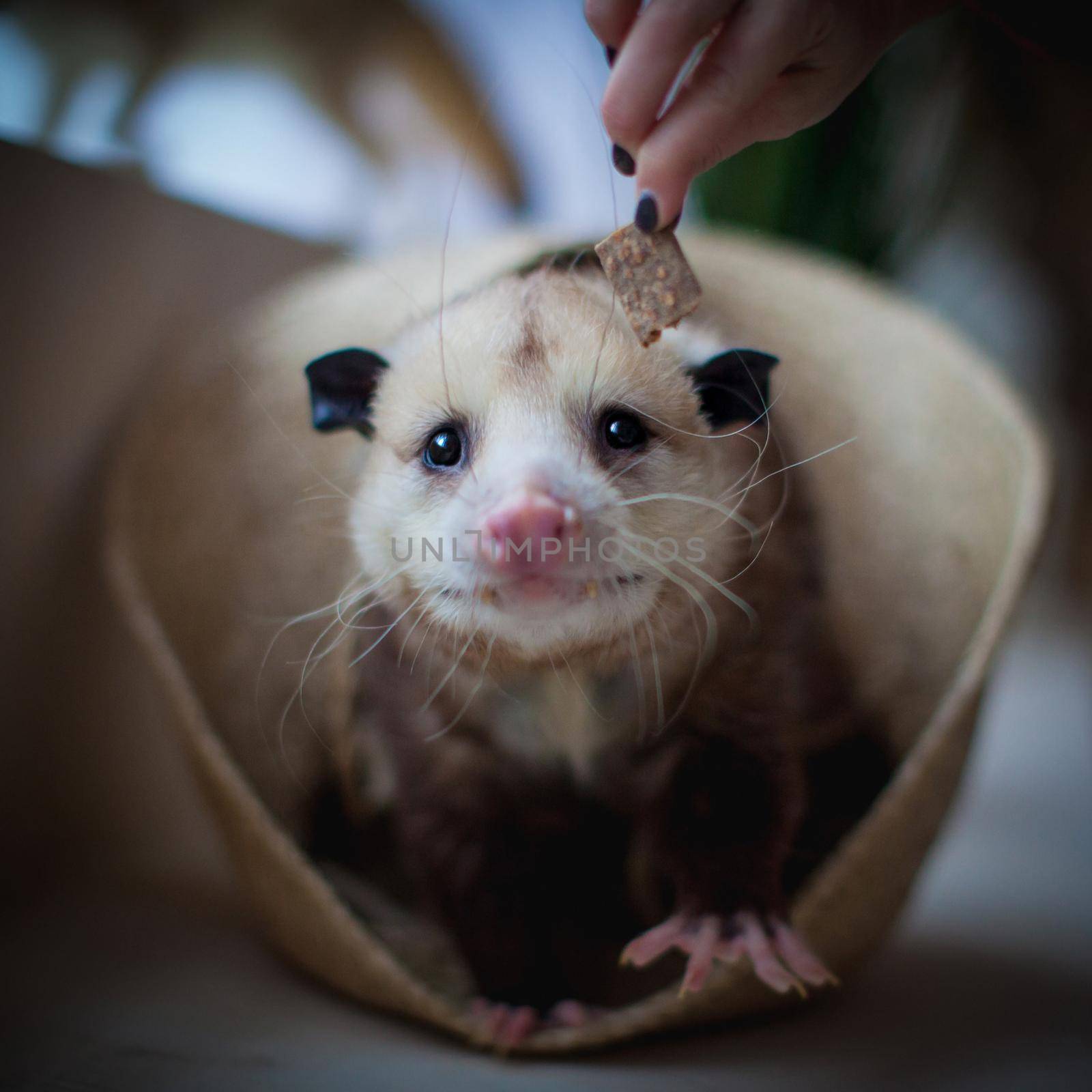 The Virginia or North American opossum, Didelphis virginiana, in a basket