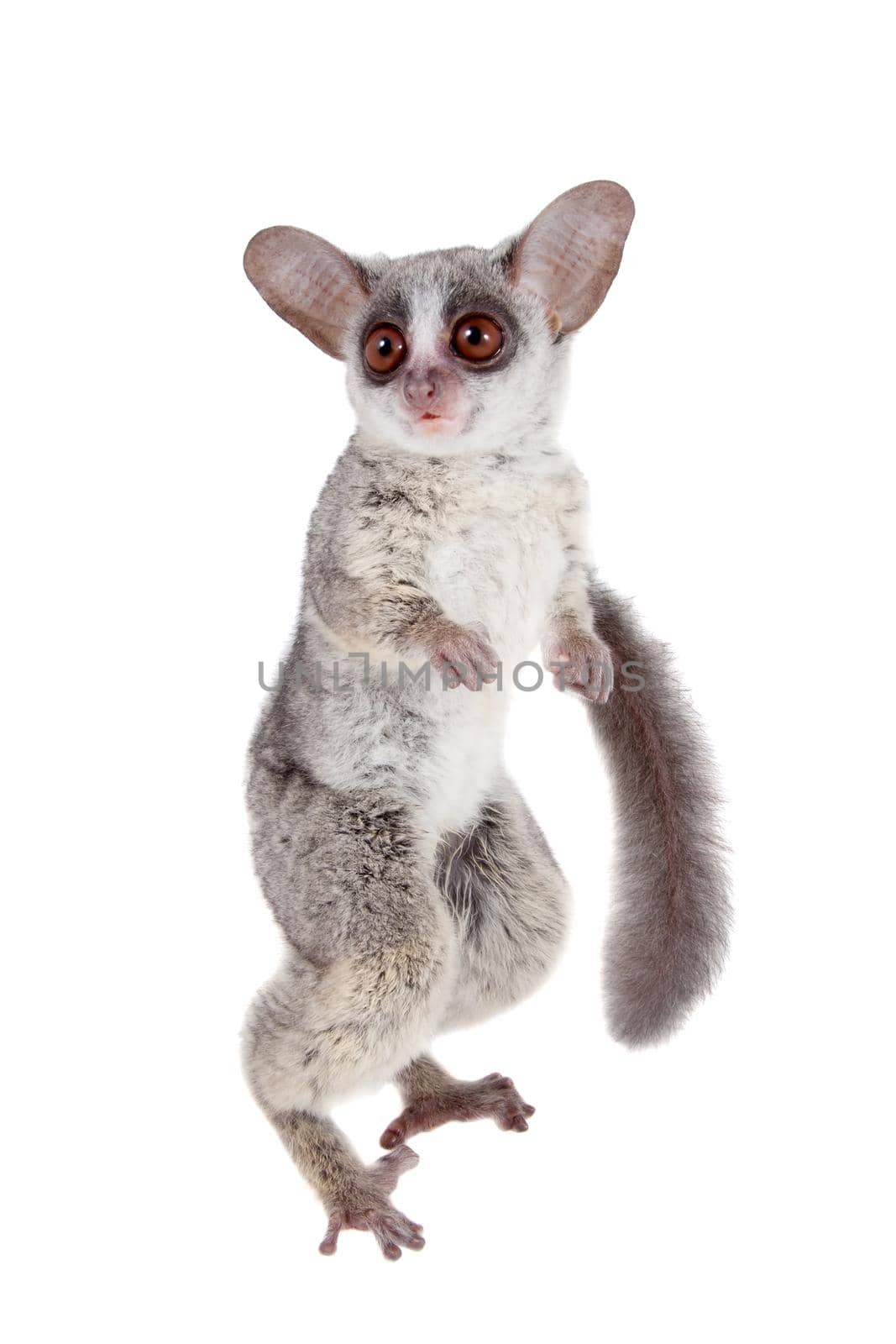 The Senegal bushbaby, Galago senegalensis, isolated on white background