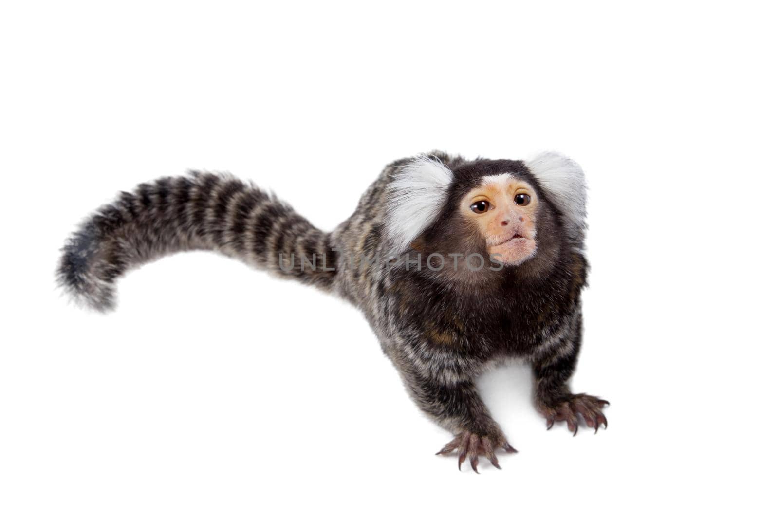 The common marmoset, Callithrix jacchus, isolated on white background