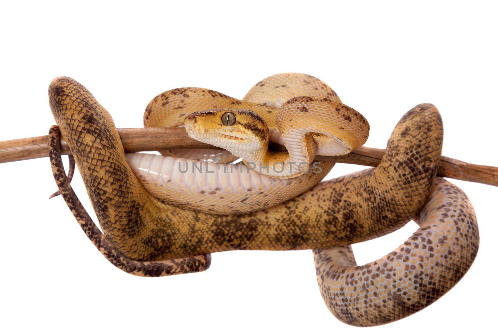 Red Amazon tree boa isolated on white by RosaJay