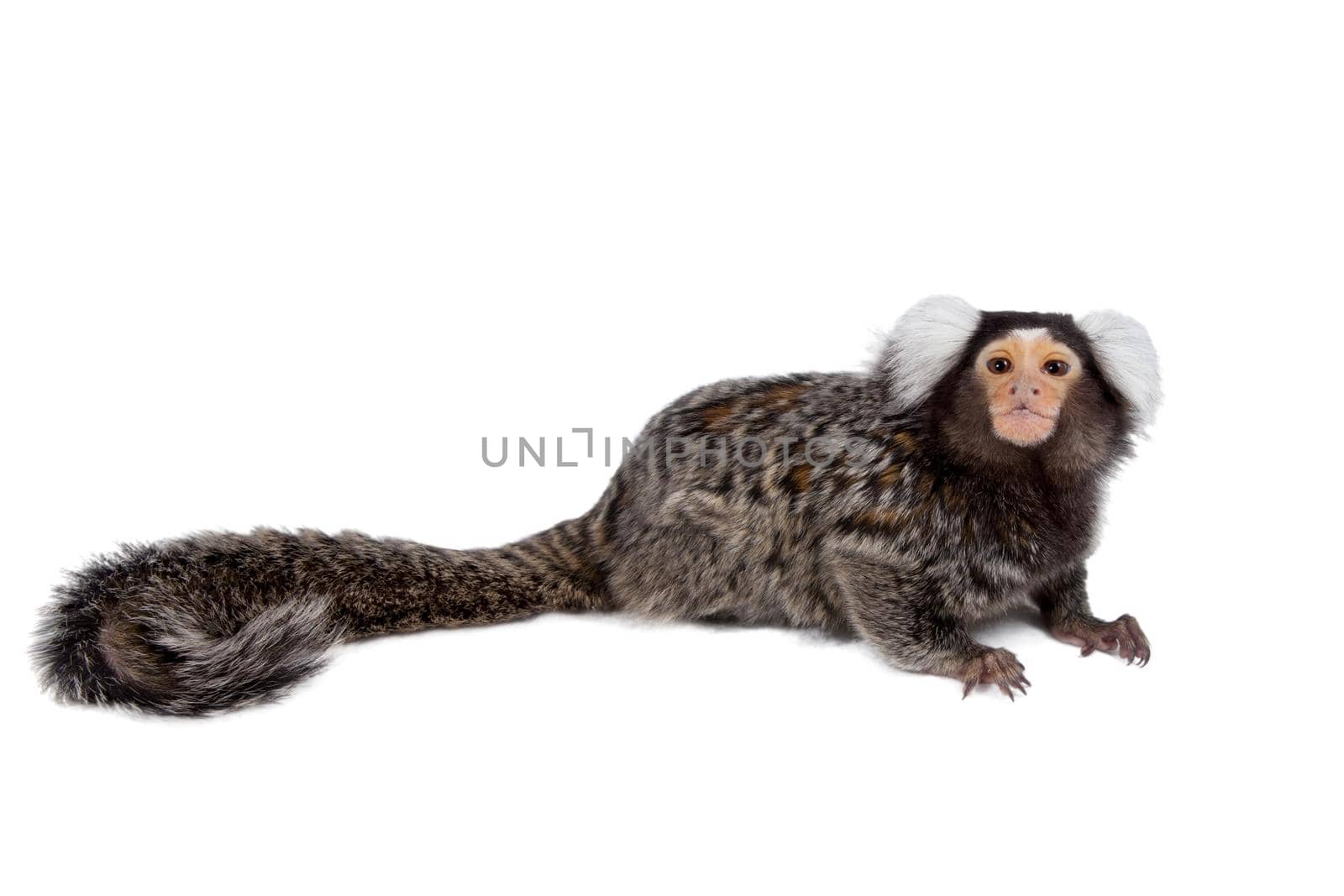 The common marmoset, Callithrix jacchus, isolated on white background