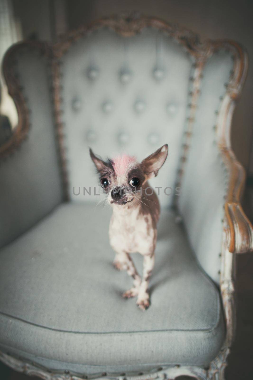 Ugly peruvian hairless and chihuahua mix dog on a chair