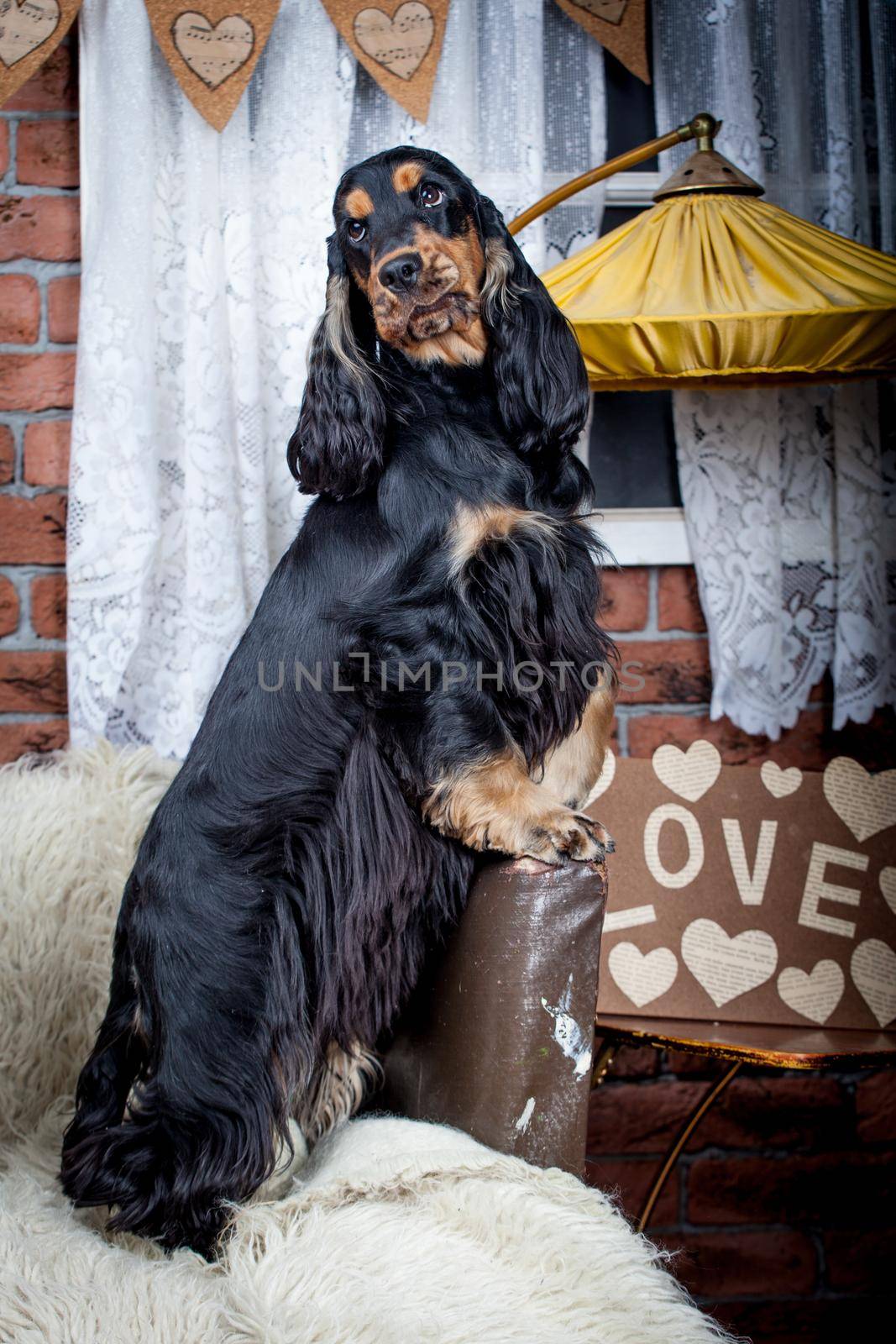 Portrait of a purebred english cocker spaniel in a studio