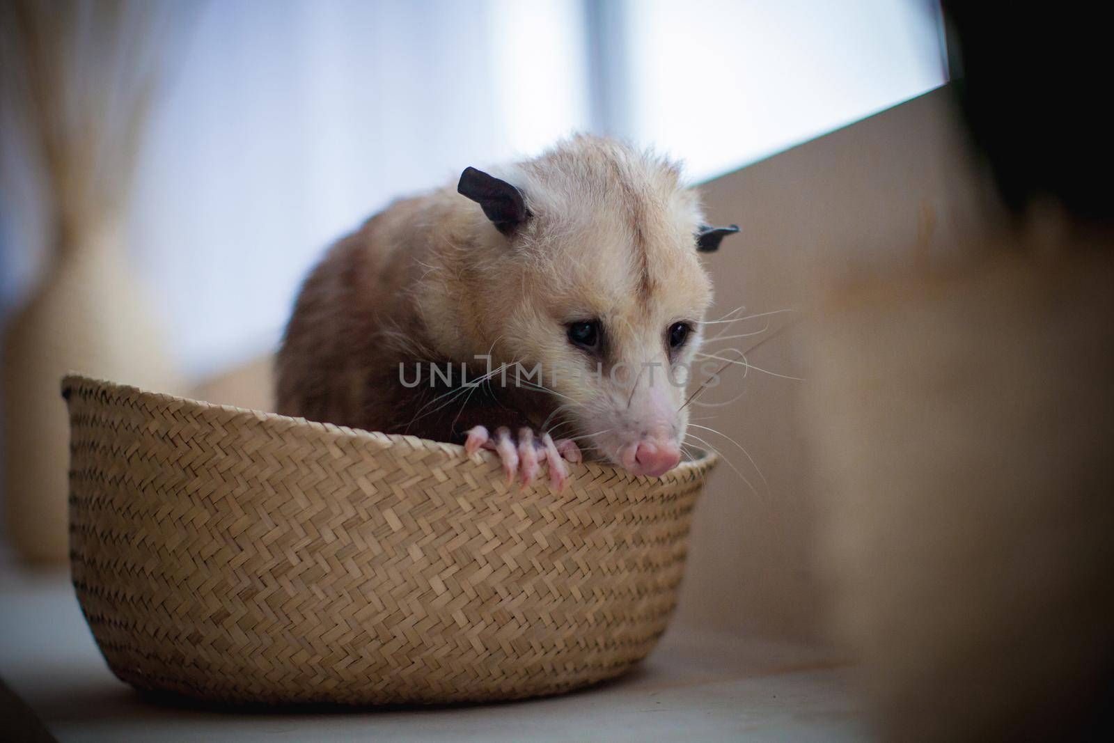 The Virginia opossum, Didelphis virginiana, in a basket by RosaJay