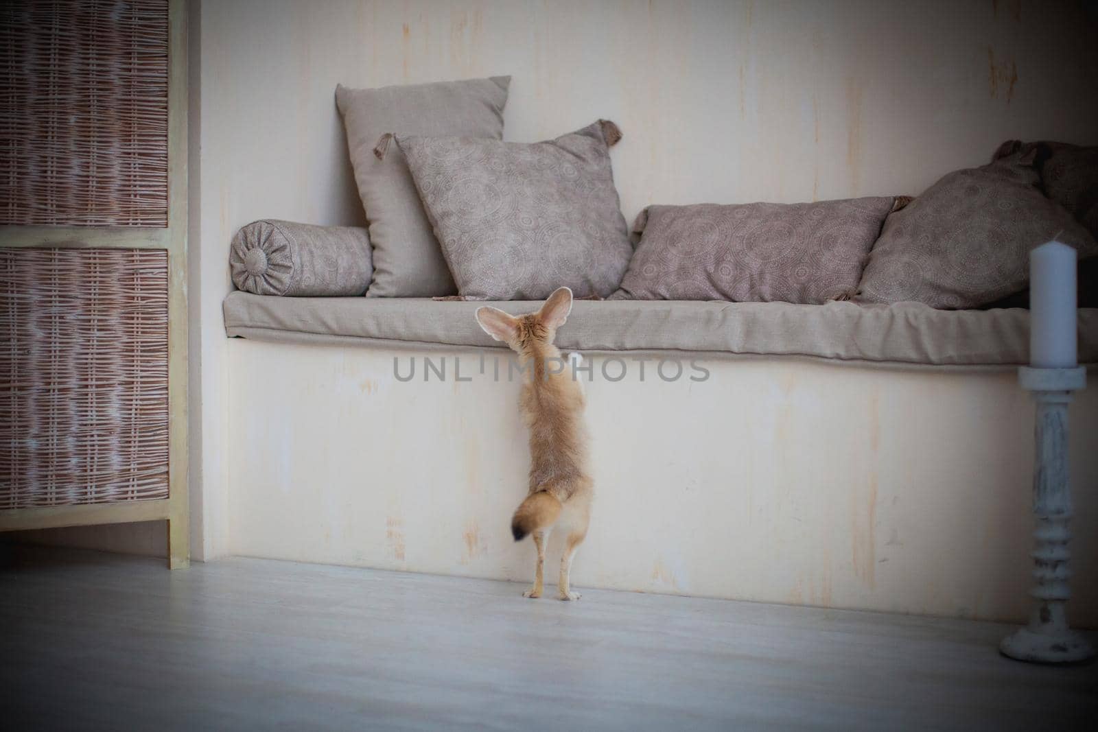 Pretty Fennec fox cub in light room by RosaJay