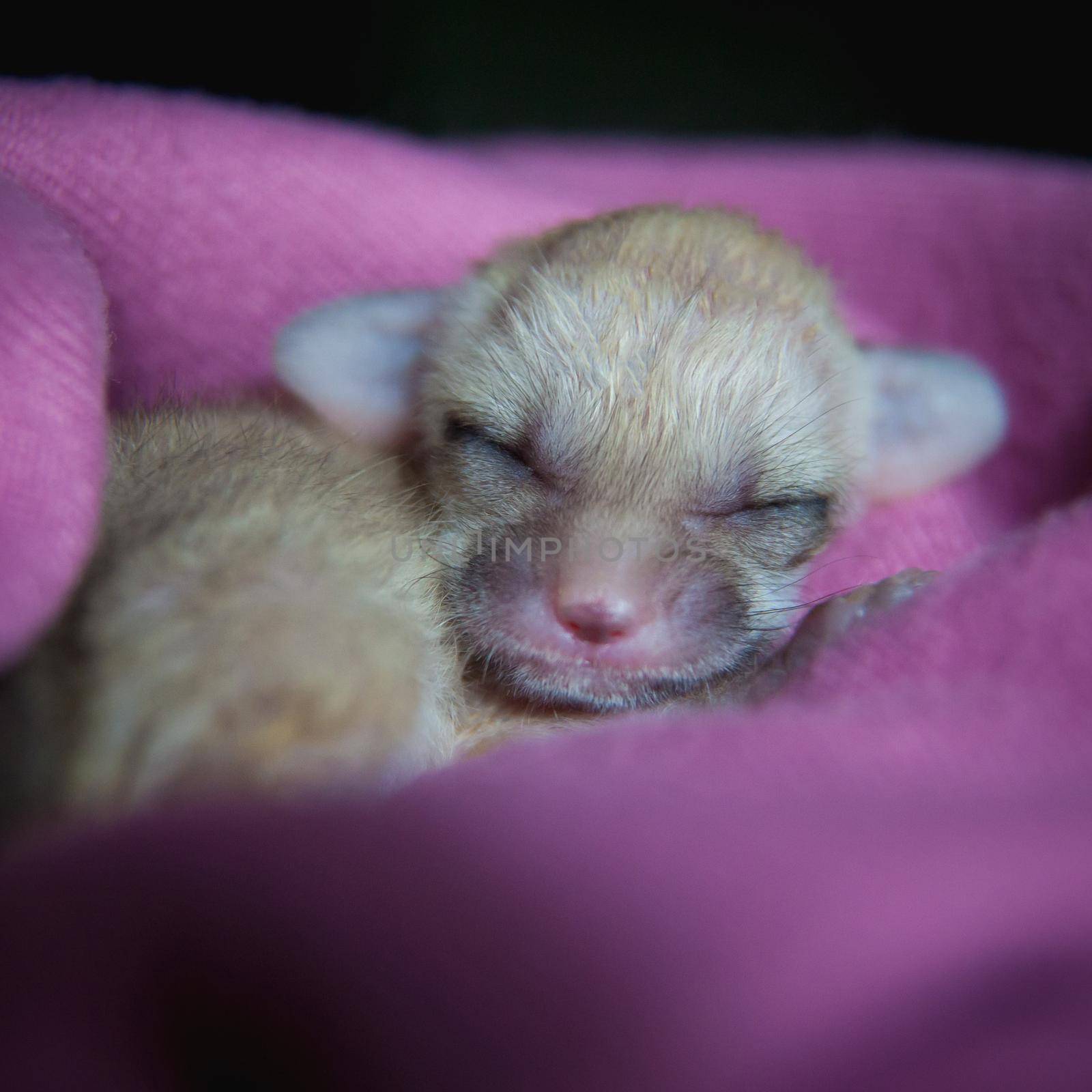 Newborn fennec fox cub on hand, 2 weeks old by RosaJay