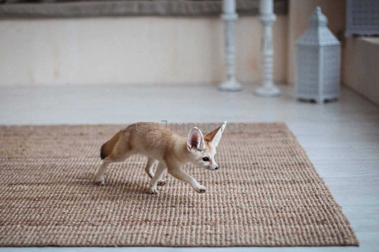 Pretty Fennec fox cub in light room by RosaJay