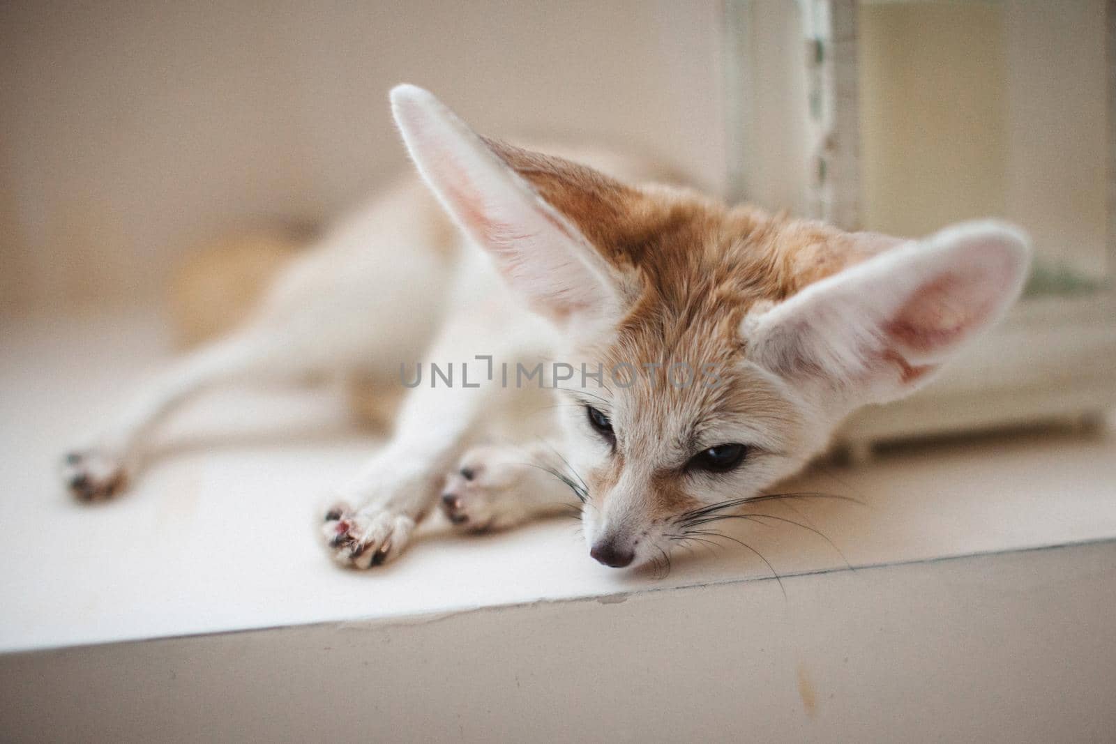 Pretty Fennec fox, Vulpes zerda, cub in front of window