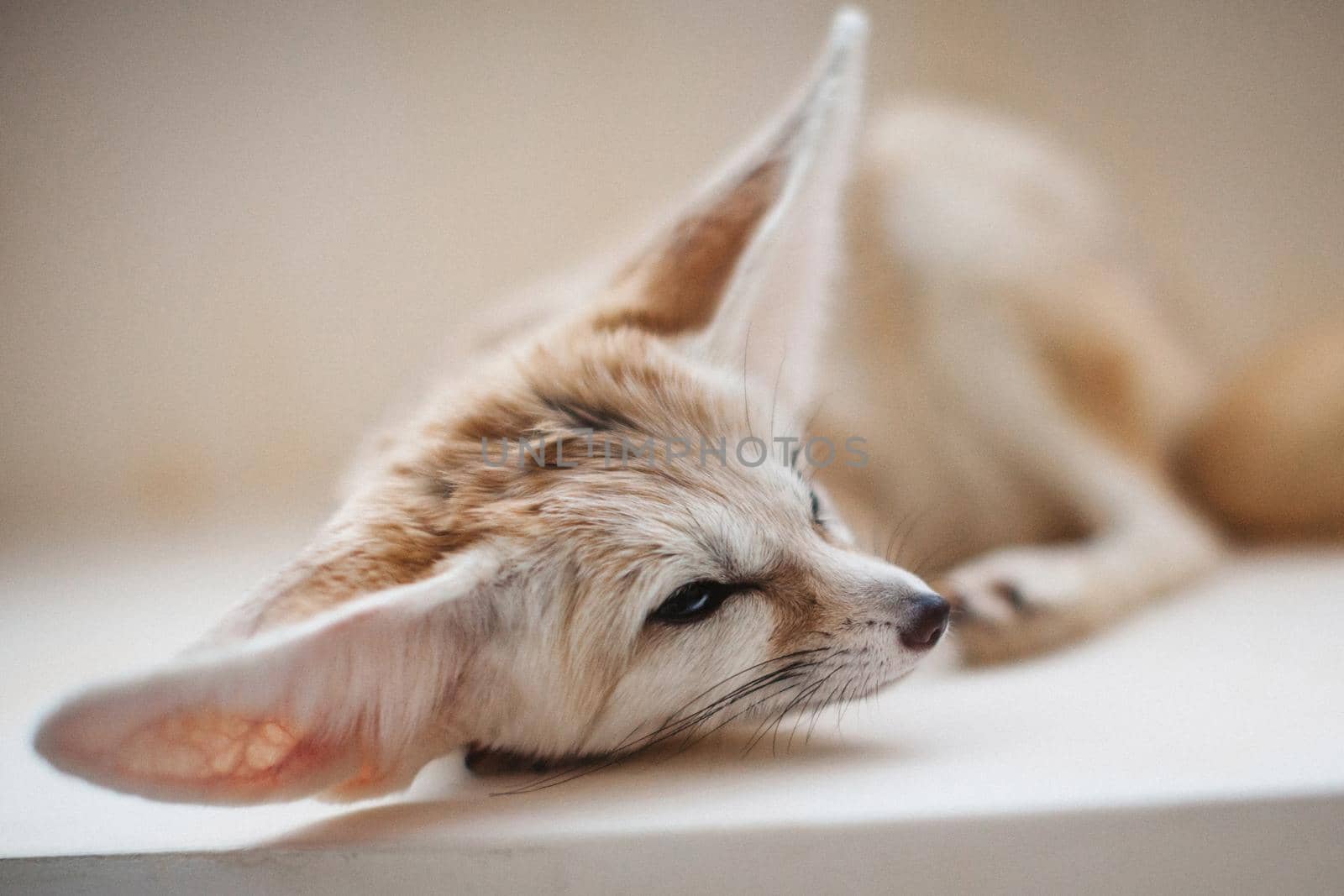 Pretty Fennec fox, Vulpes zerda, in light room