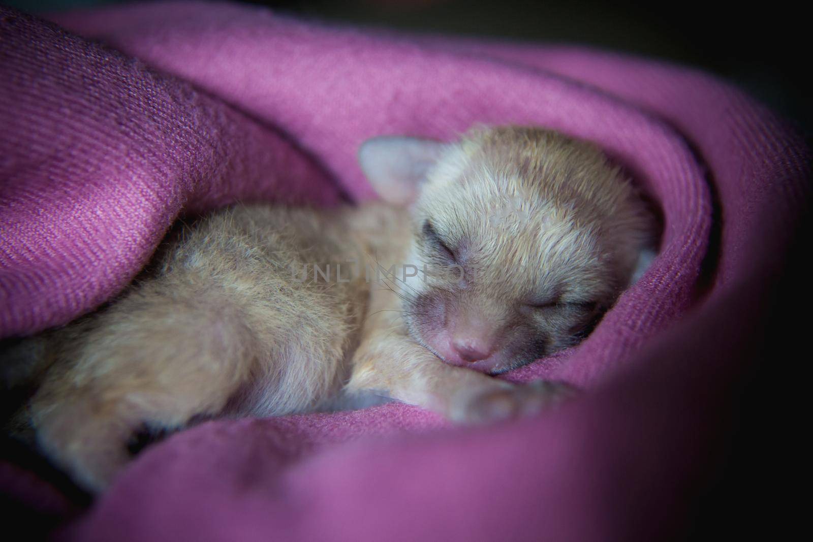 Cute Newborn fennec fox cub on hand, 2 weeks old