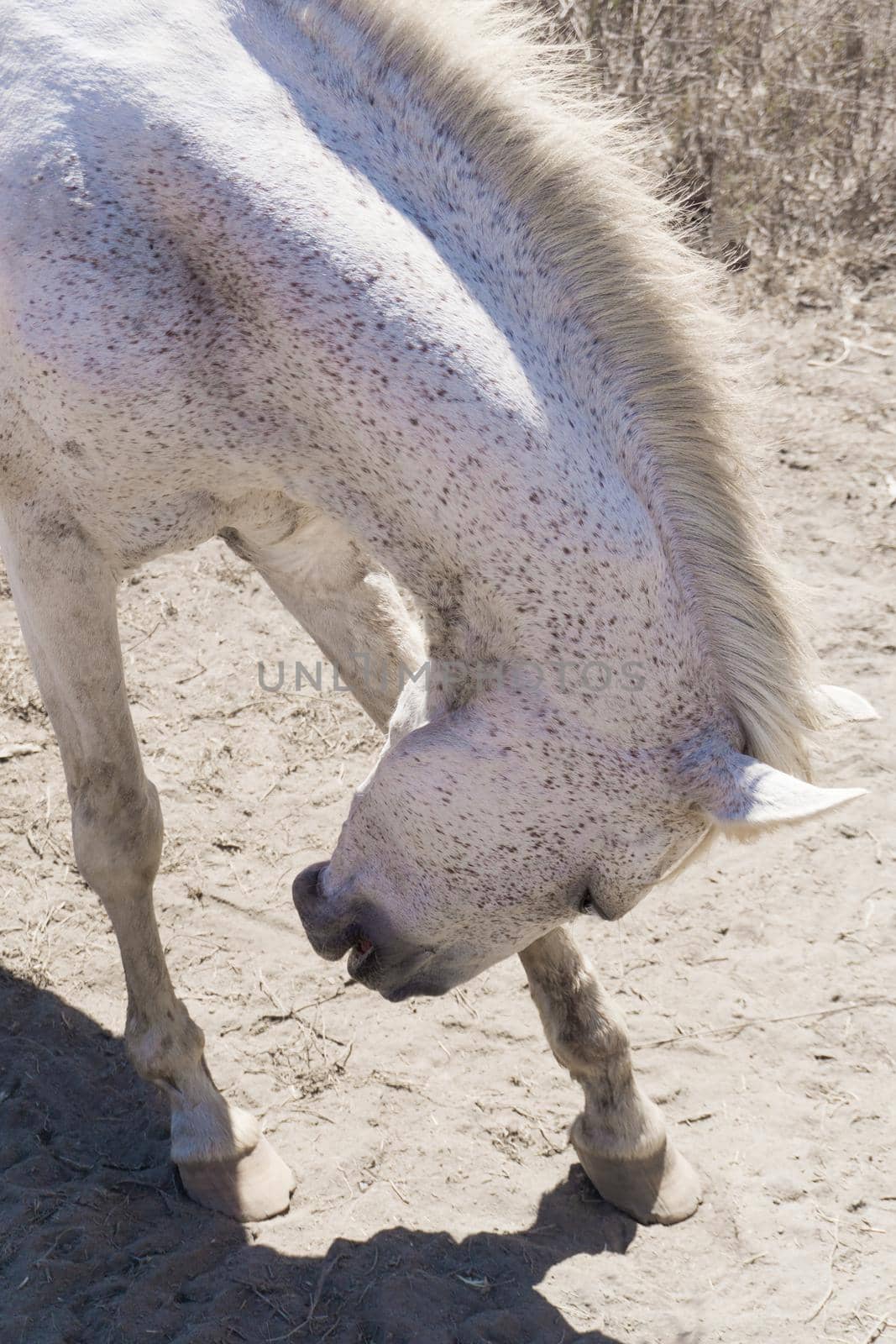 The old white horse with dark spots bows