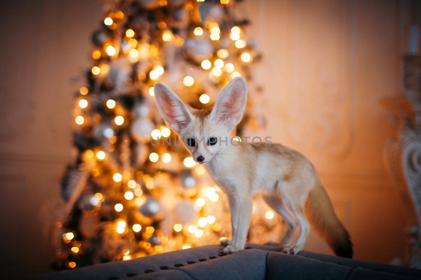 Pretty Fennec fox cub on brown backgorund with flowers