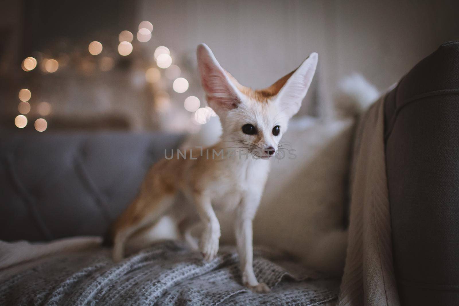 Pretty Fennec fox cub on brown backgorund with flowers