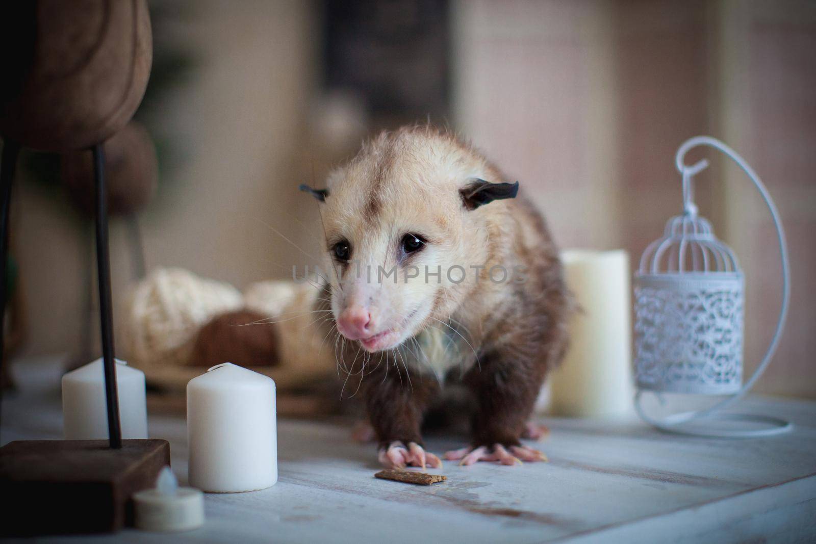 The Virginia or North American opossum, Didelphis virginiana, on a table