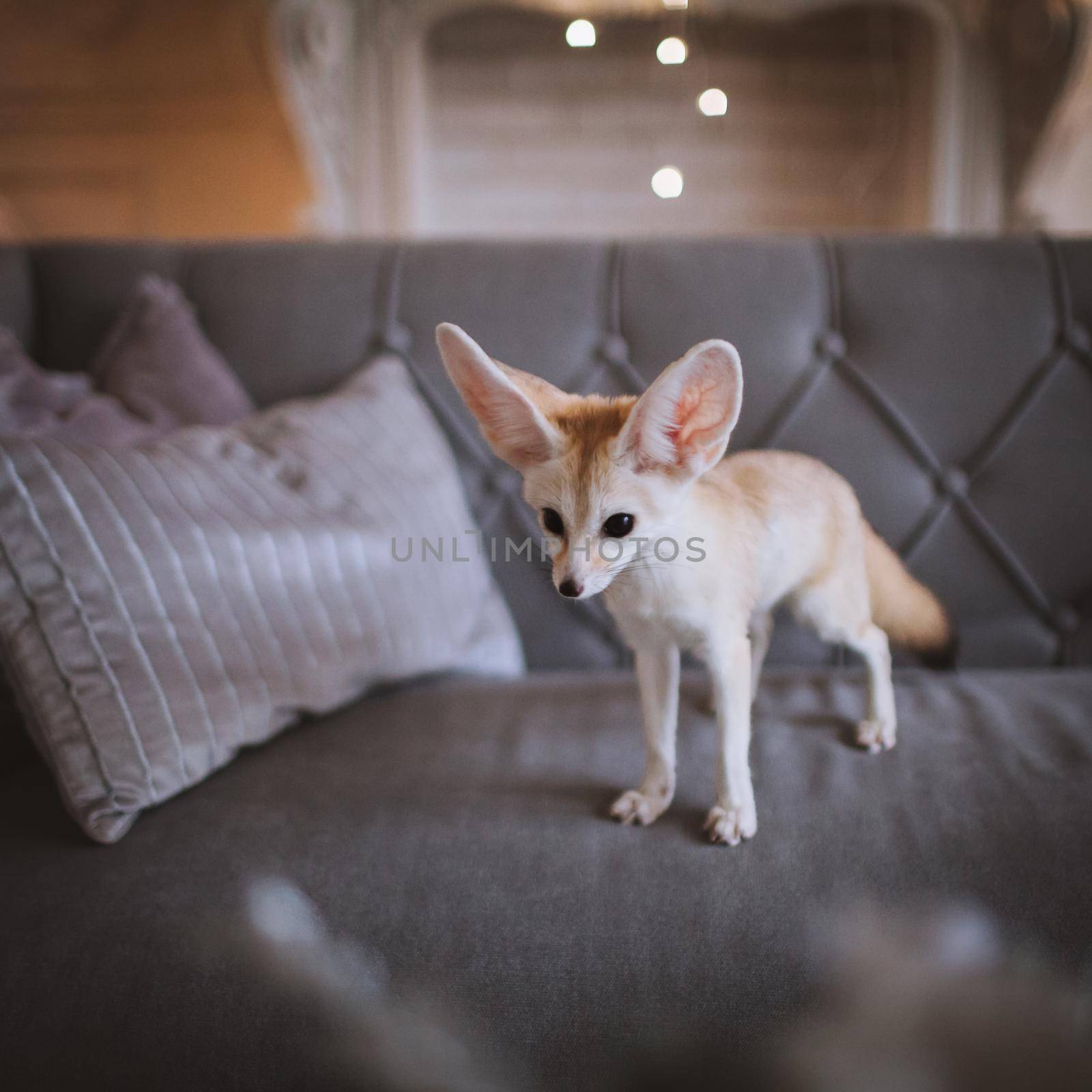 Pretty Fennec fox cub on brown backgorund with flowers