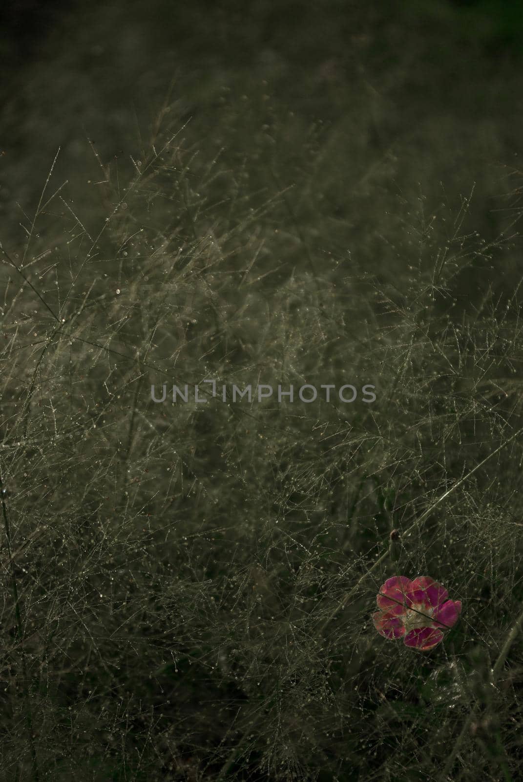 A Pink flower in the Cyrtococcum patens field