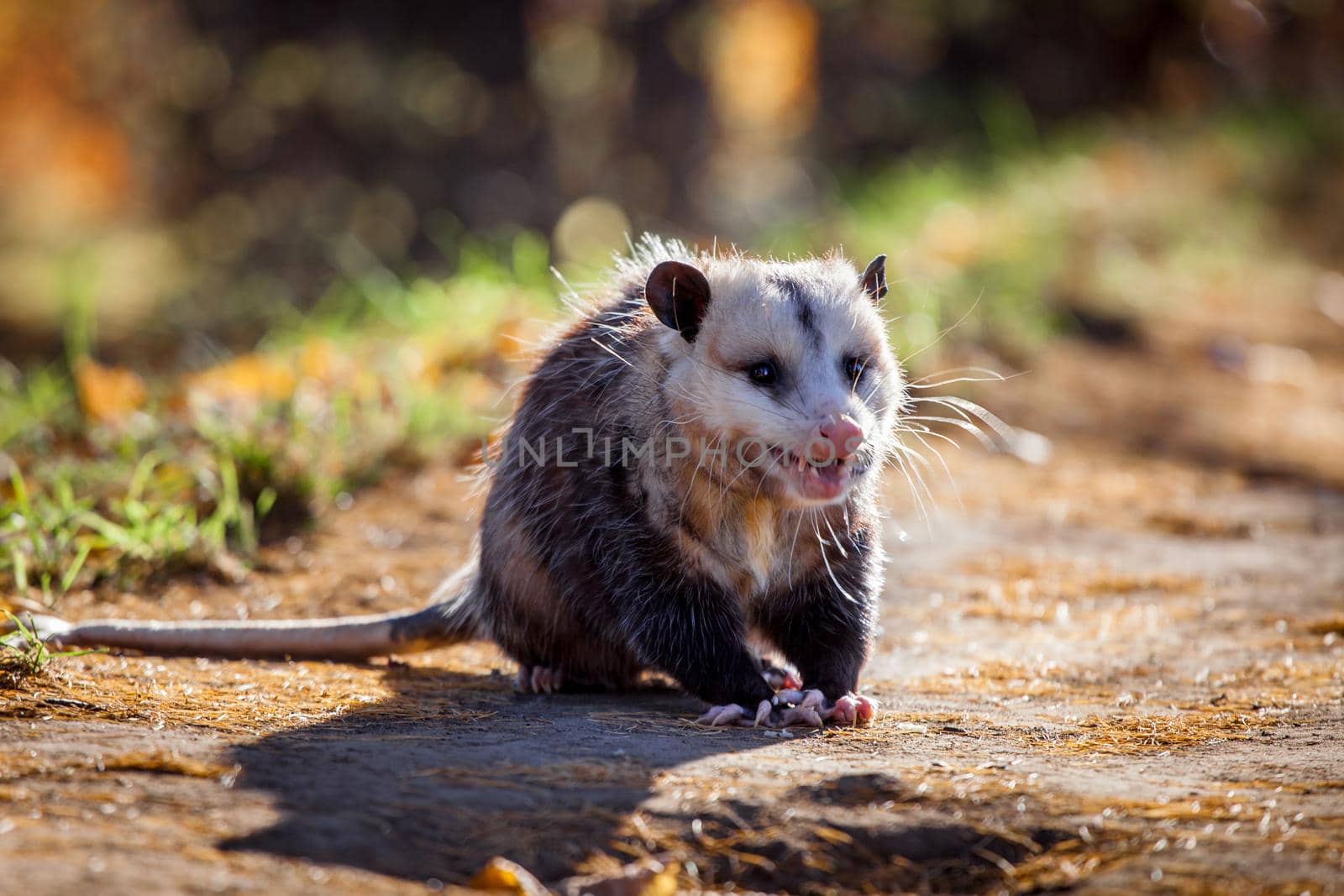 The Virginia or North American opossum, Didelphis virginiana, in autumn park