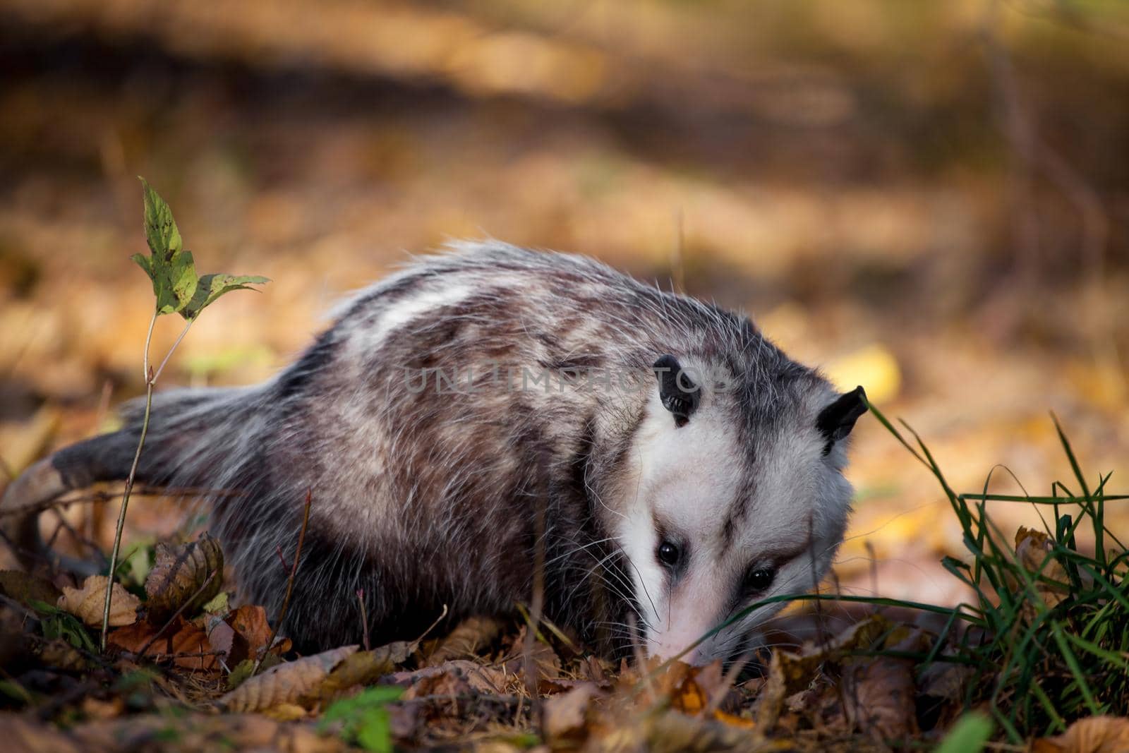 The Virginia or North American opossum, Didelphis virginiana, in autumn park