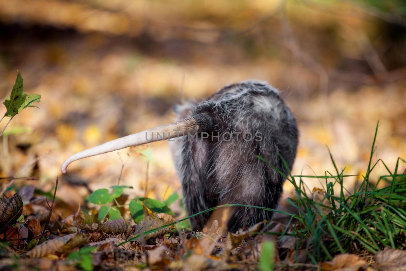 The Virginia or North American opossum, Didelphis virginiana, in autumn park