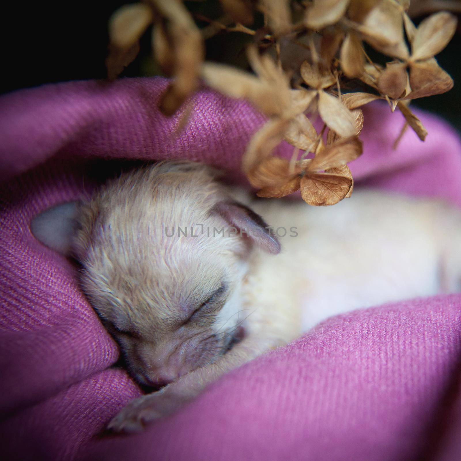 Cute Newborn fennec fox cub on hand, 2 weeks old