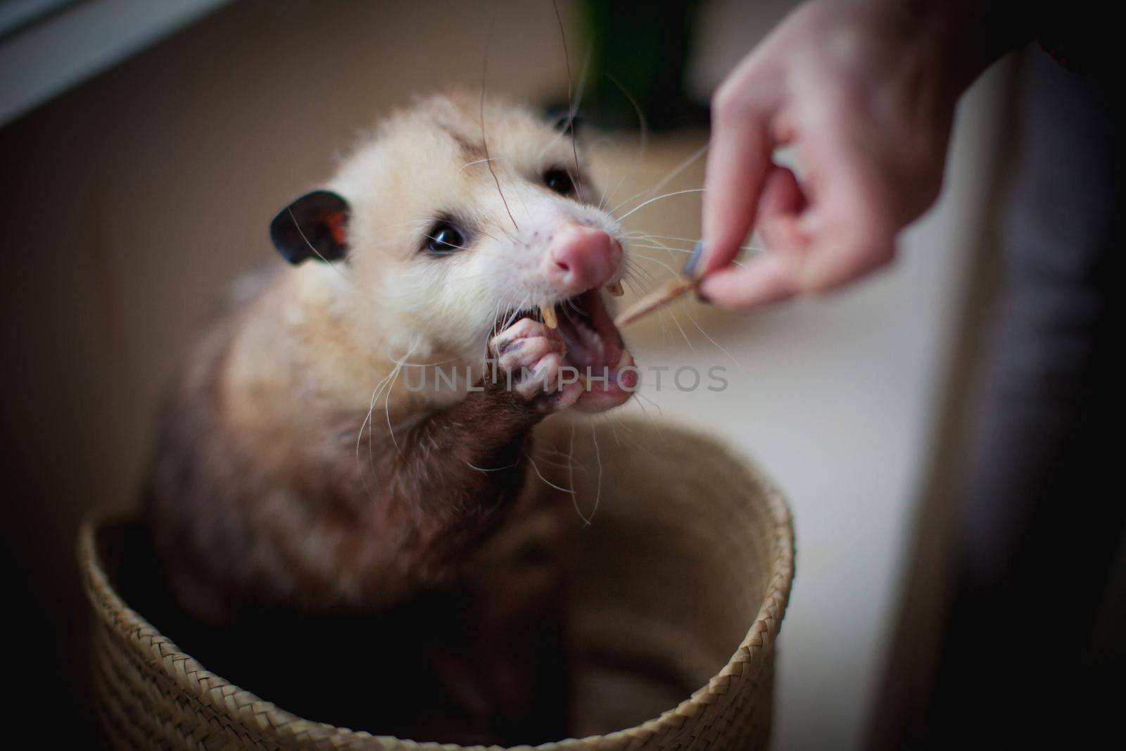 The Virginia or North American opossum, Didelphis virginiana, in a basket