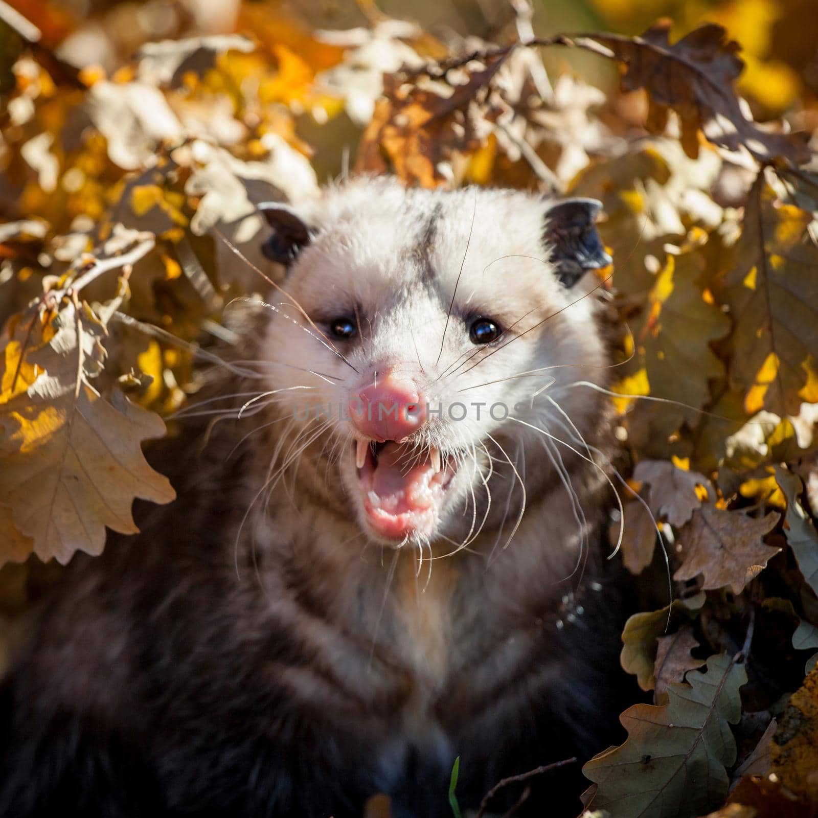 The Virginia opossum, Didelphis virginiana, in autumn park by RosaJay