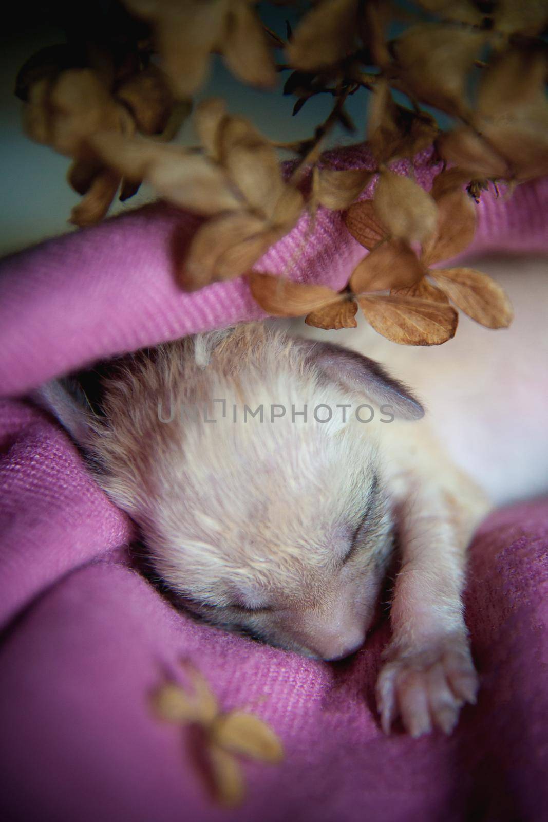 Newborn fennec fox cub on hand, 2 weeks old by RosaJay
