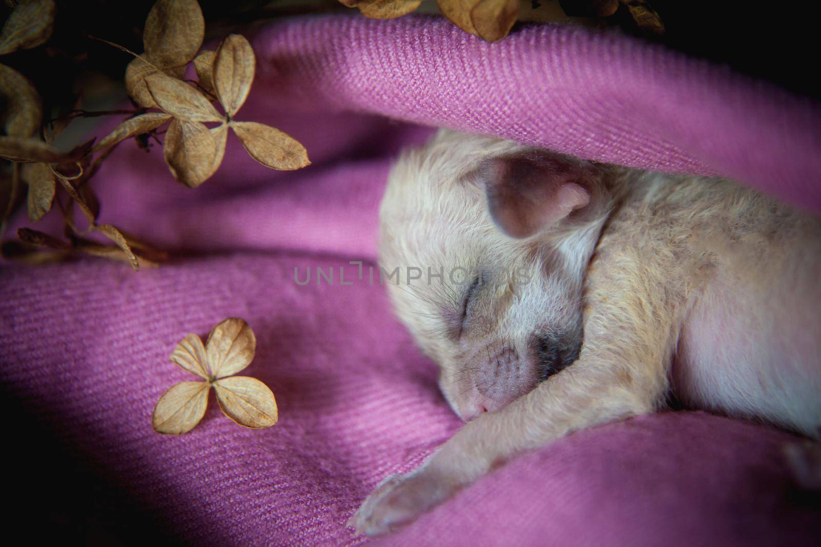 Newborn fennec fox cub on hand, 2 weeks old by RosaJay