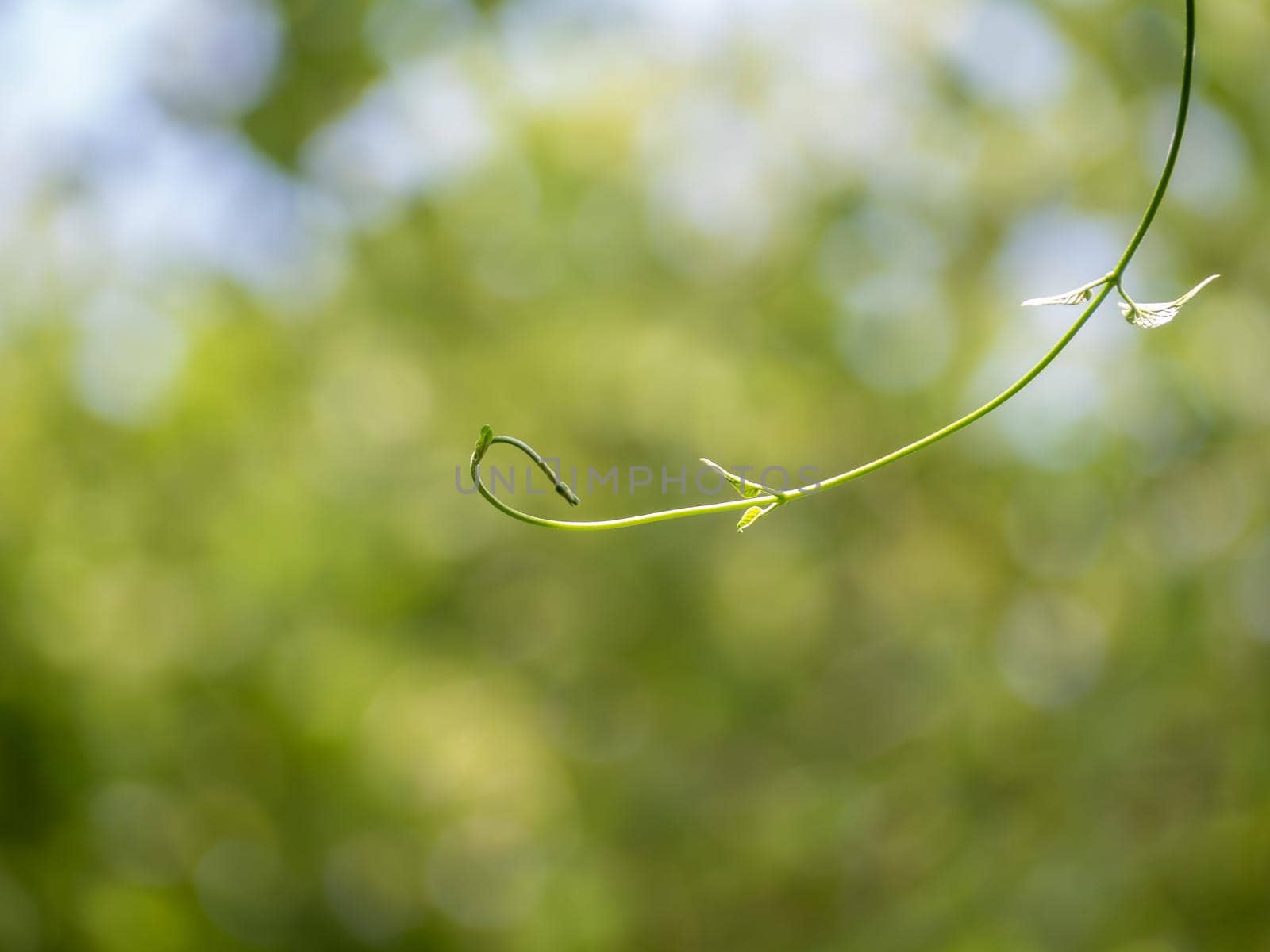 Tip of Cowslip creeper Vine in nature bokeh background