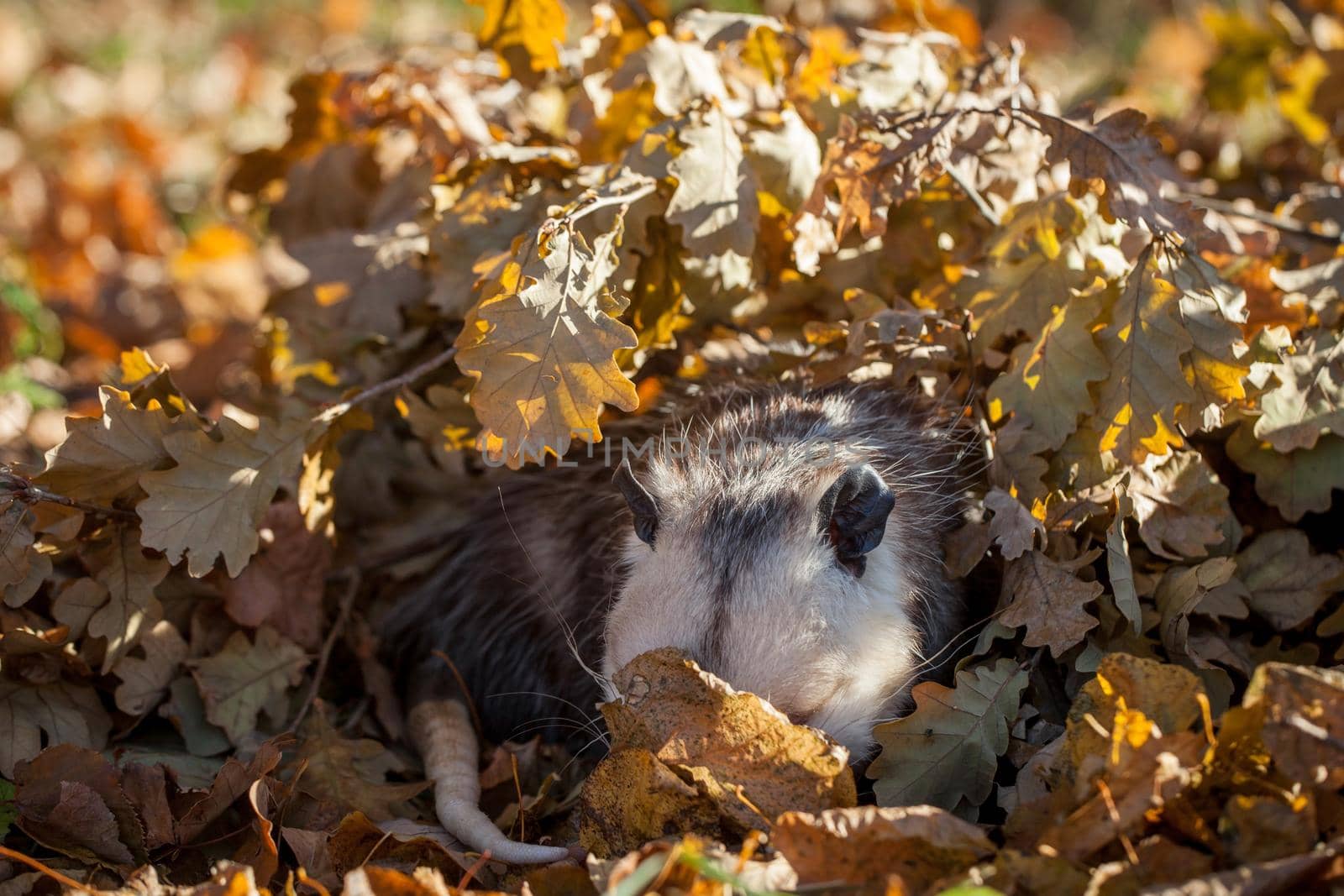 The Virginia or North American opossum, Didelphis virginiana, in autumn park