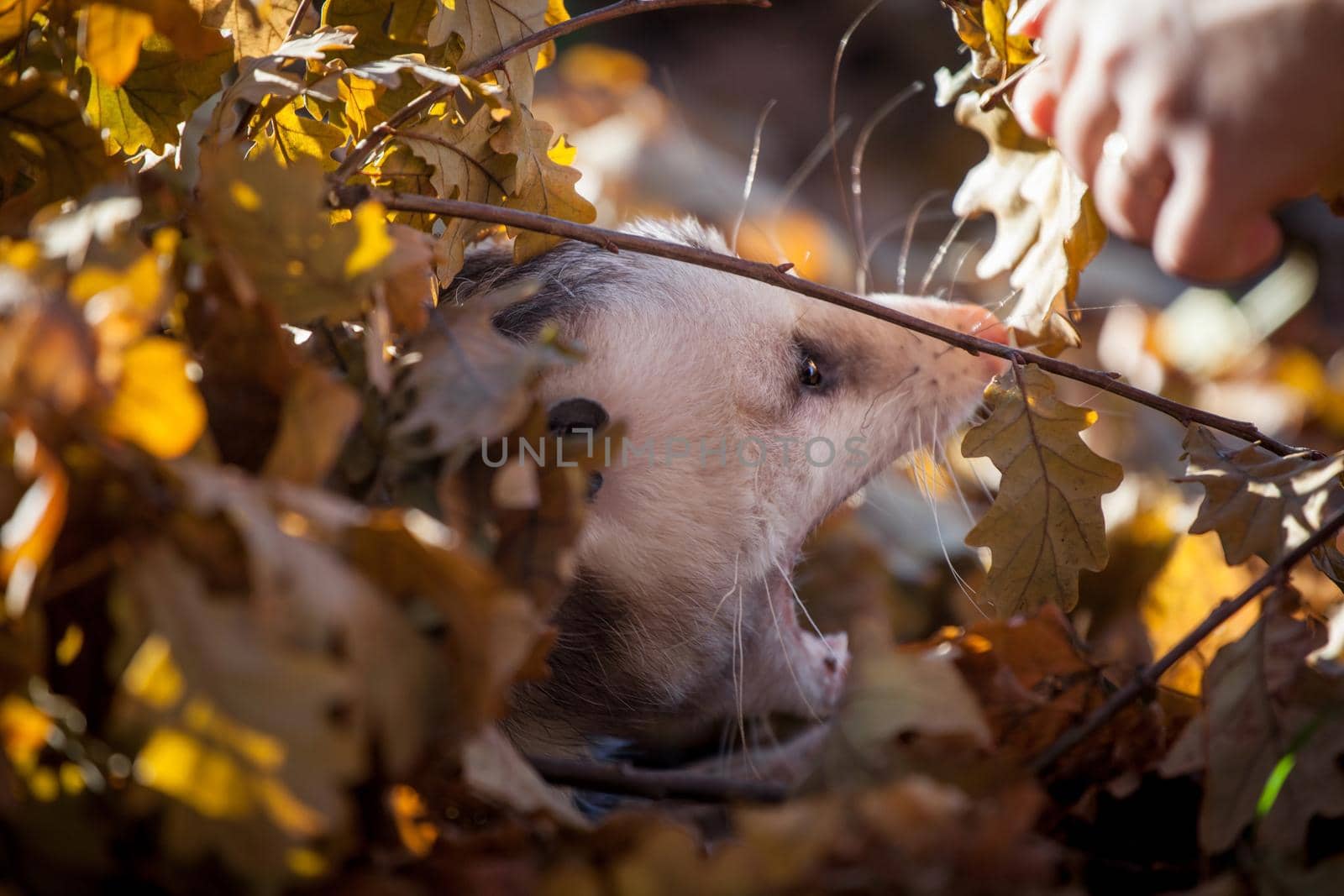 The Virginia opossum, Didelphis virginiana, in autumn park by RosaJay