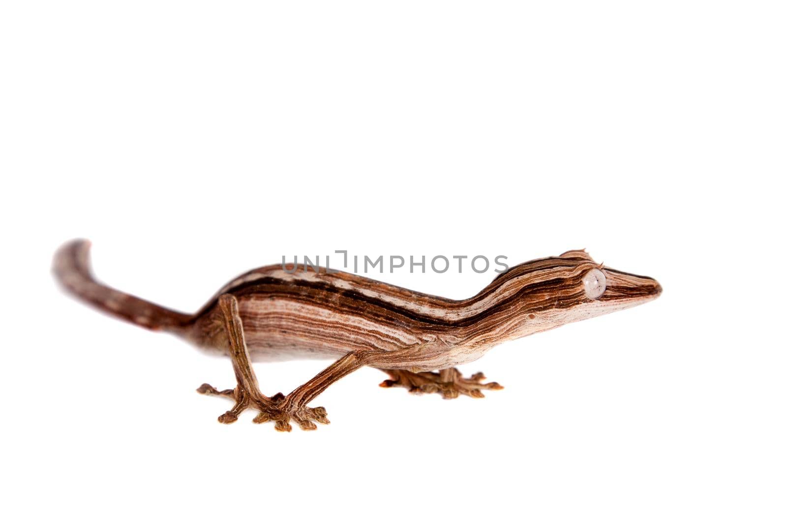 Lined Leaf-tail Gecko, Uroplatus lineatus on white by RosaJay