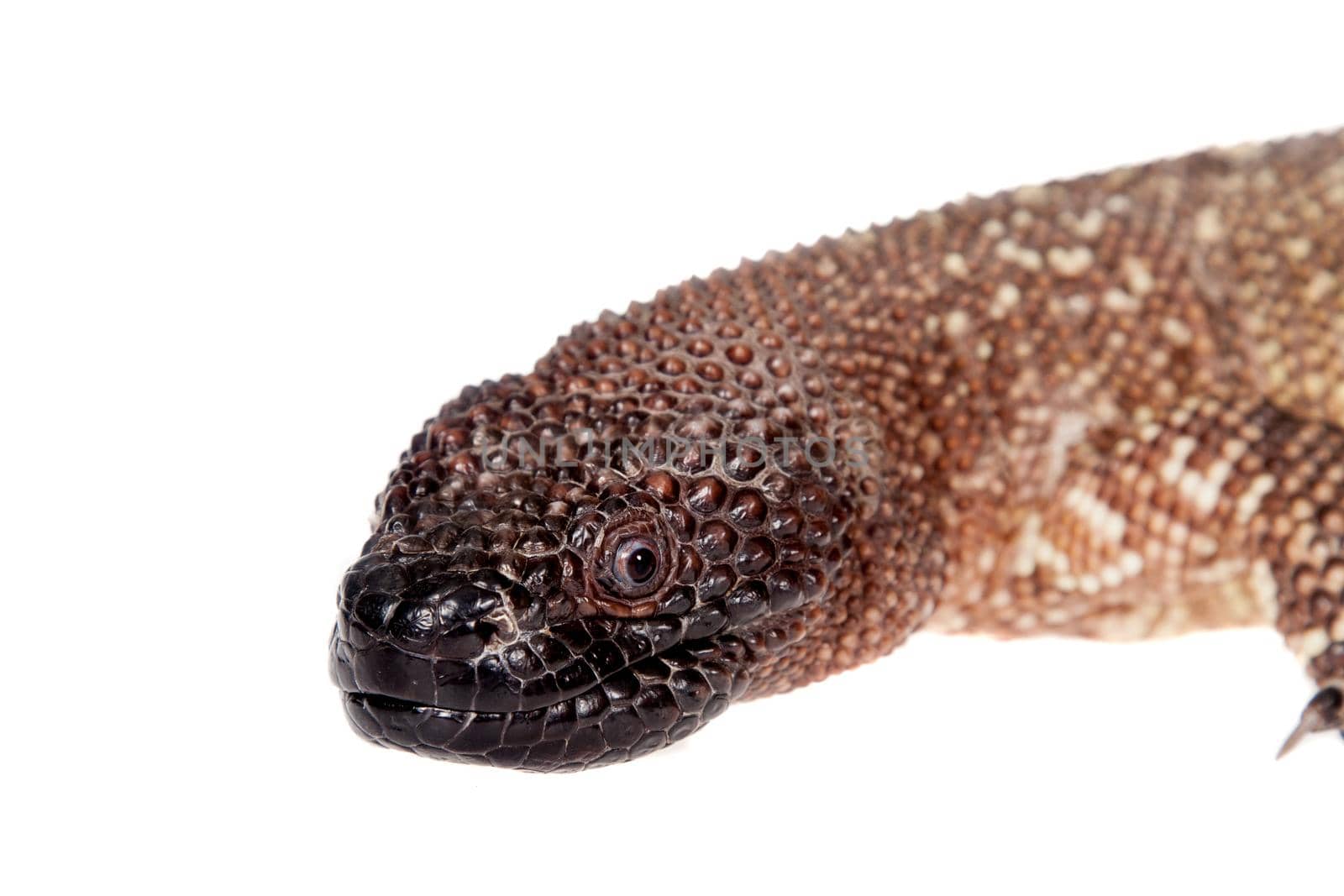 Venomous Beaded lizard, Heloderma horridum, isolated on white background