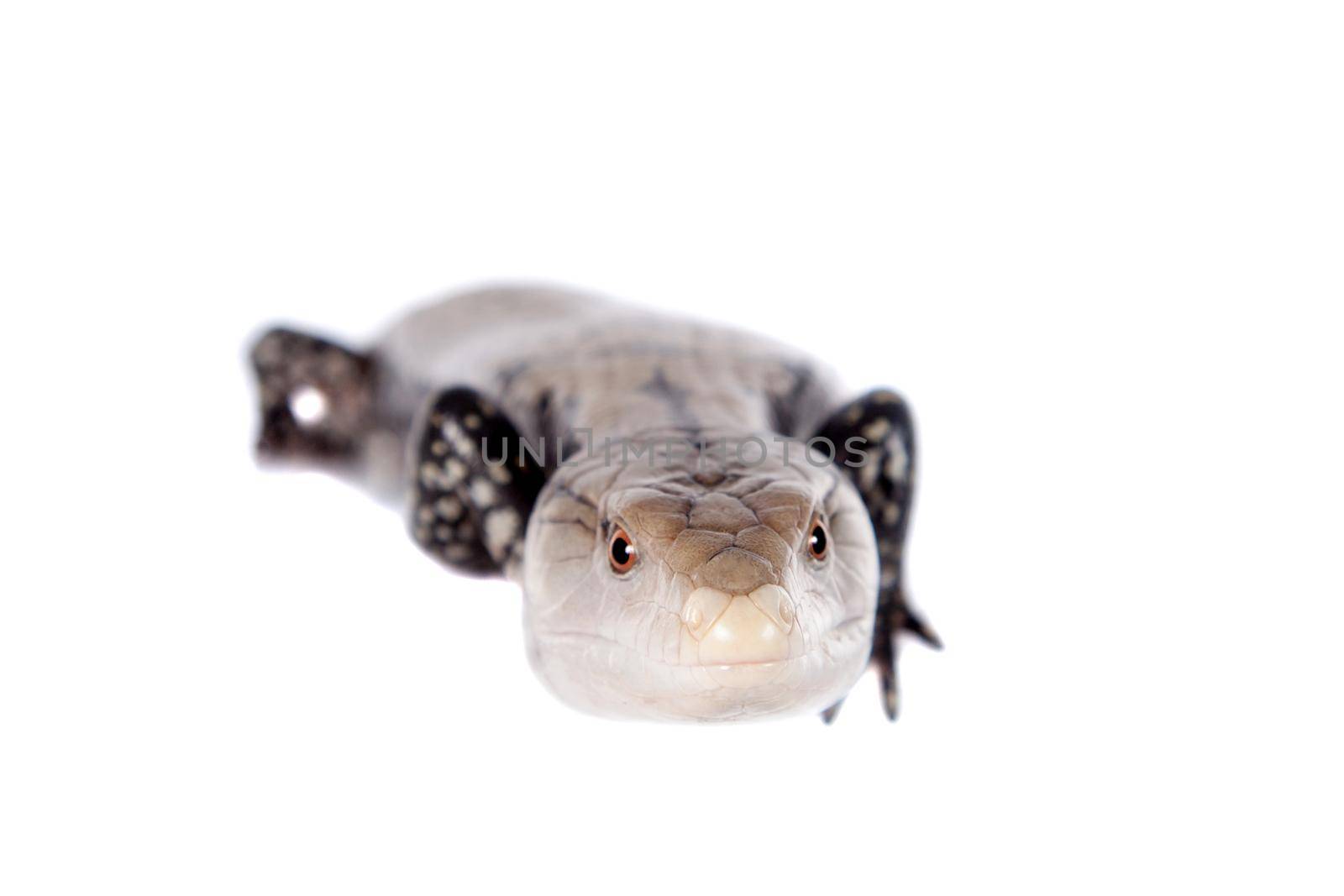 Indonesian Blue-tongued Skink, Tiliqua gigas, isolated on white background.