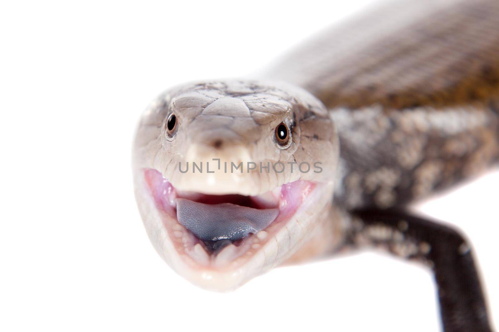 Eastern Blue-tongued Skink, Tiliqua scincoides, isolated on white background.