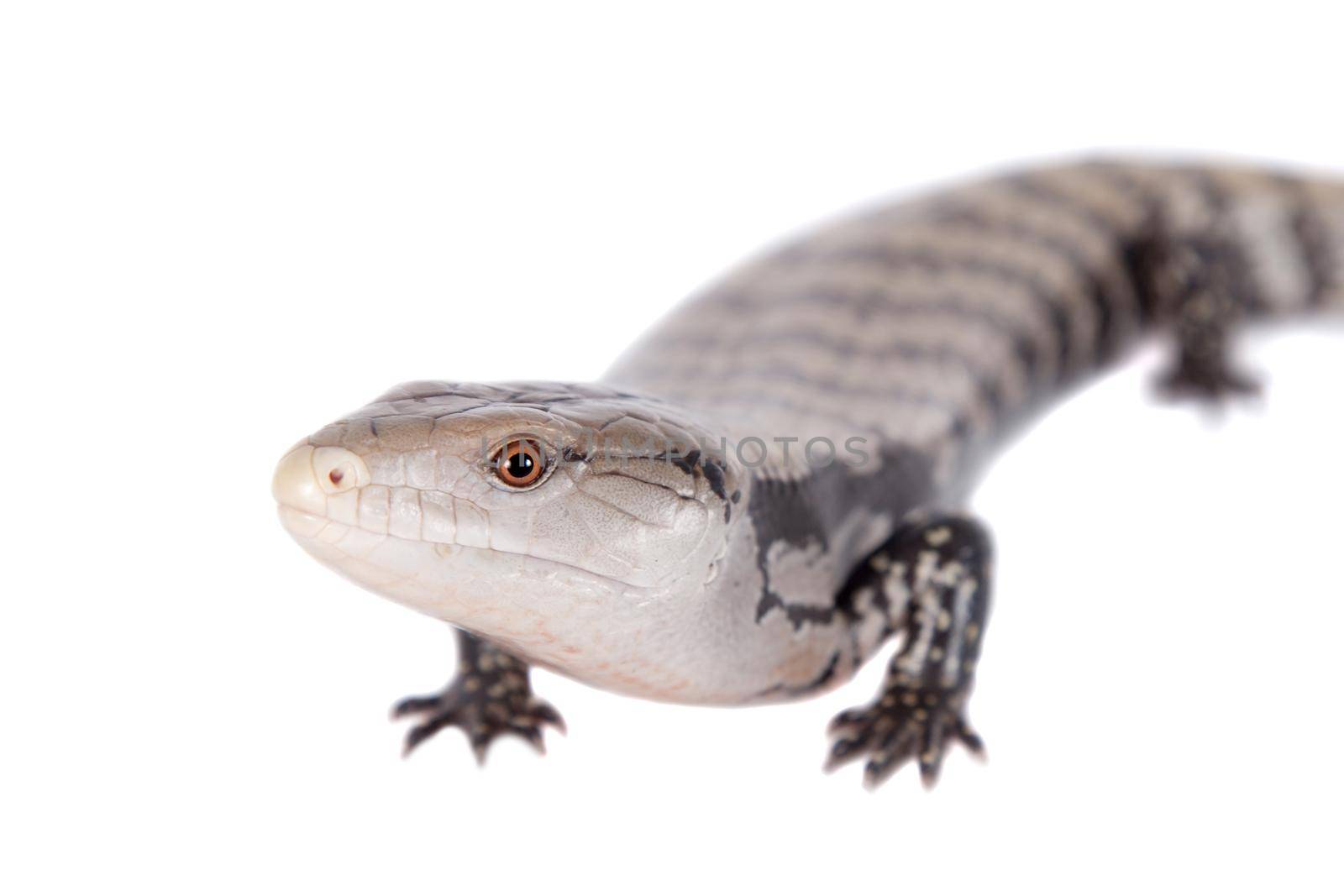 Indonesian Blue-tongued Skink, Tiliqua gigas, isolated on white background.