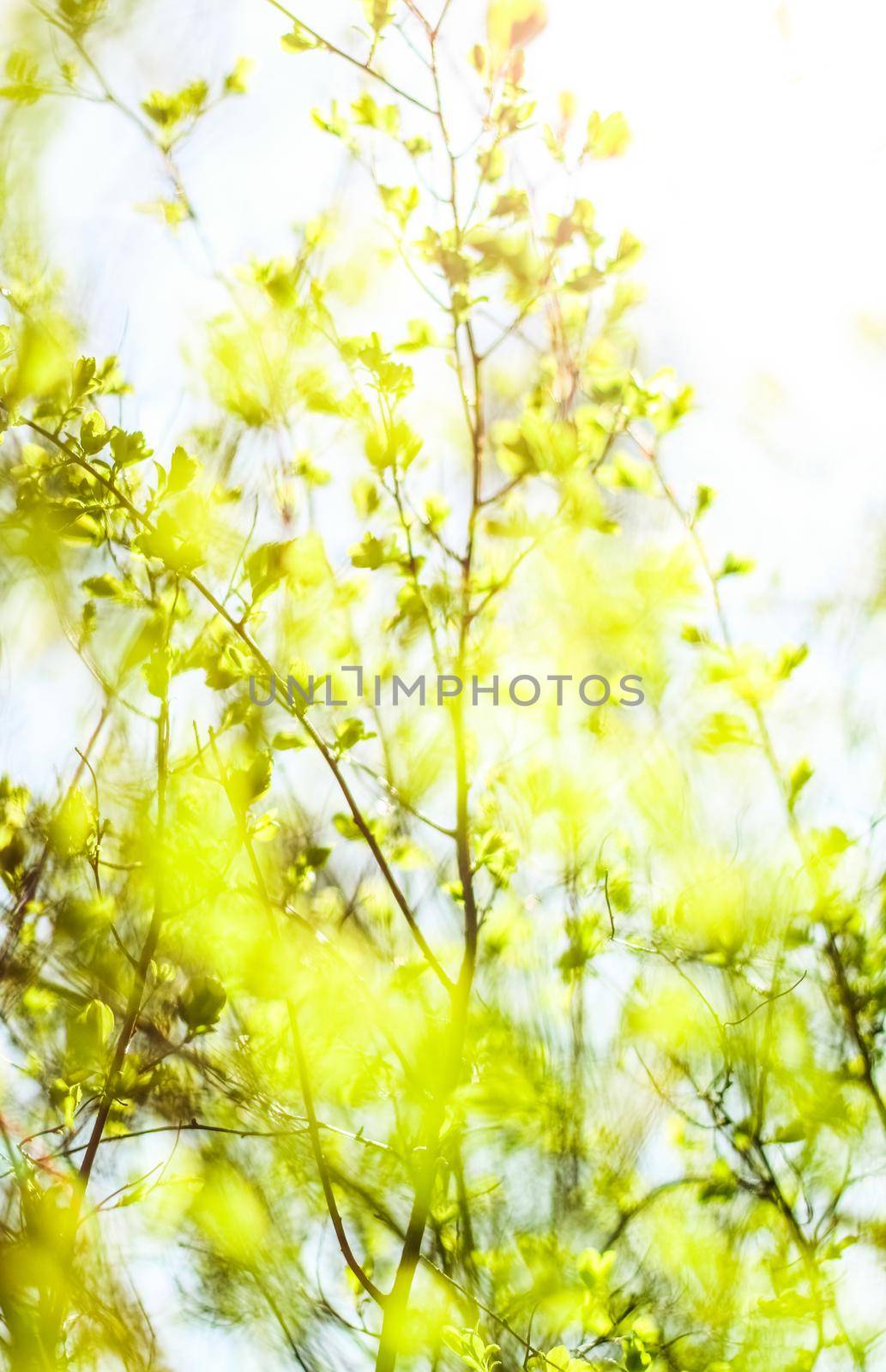 Green leaves in springtime, nature background by Anneleven