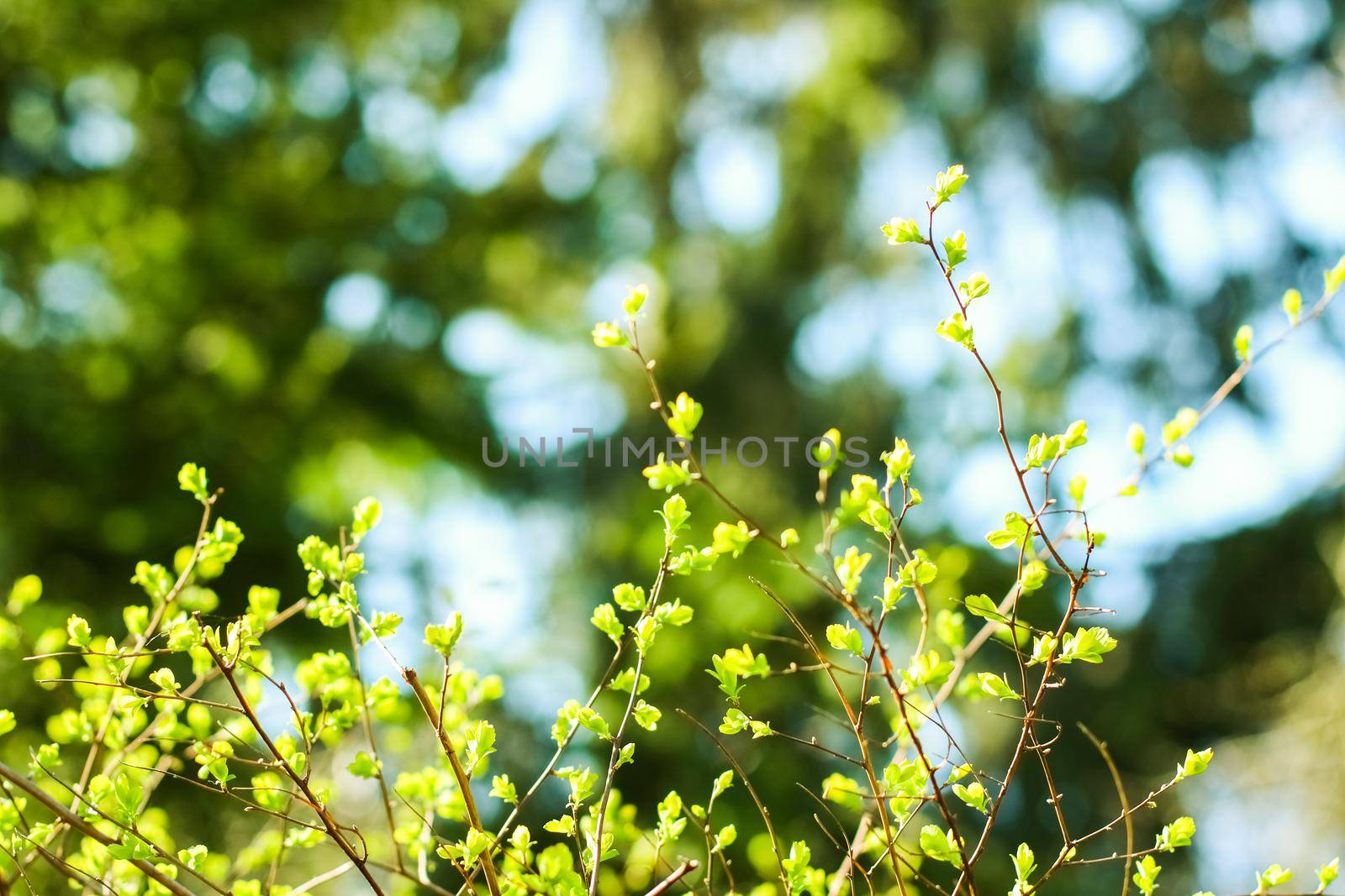 Green leaves in springtime, nature background by Anneleven