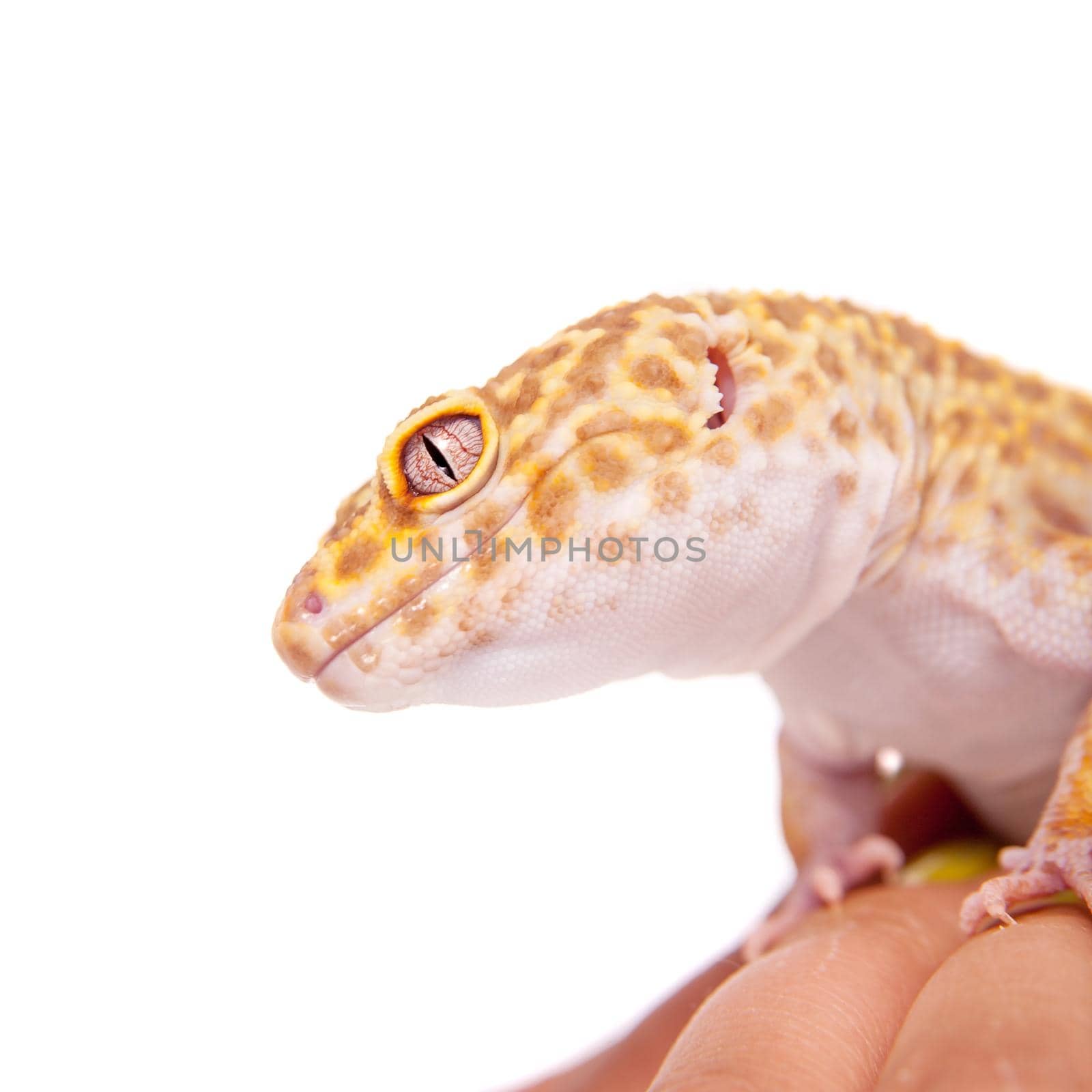 Leopard Gecko on a white background by RosaJay