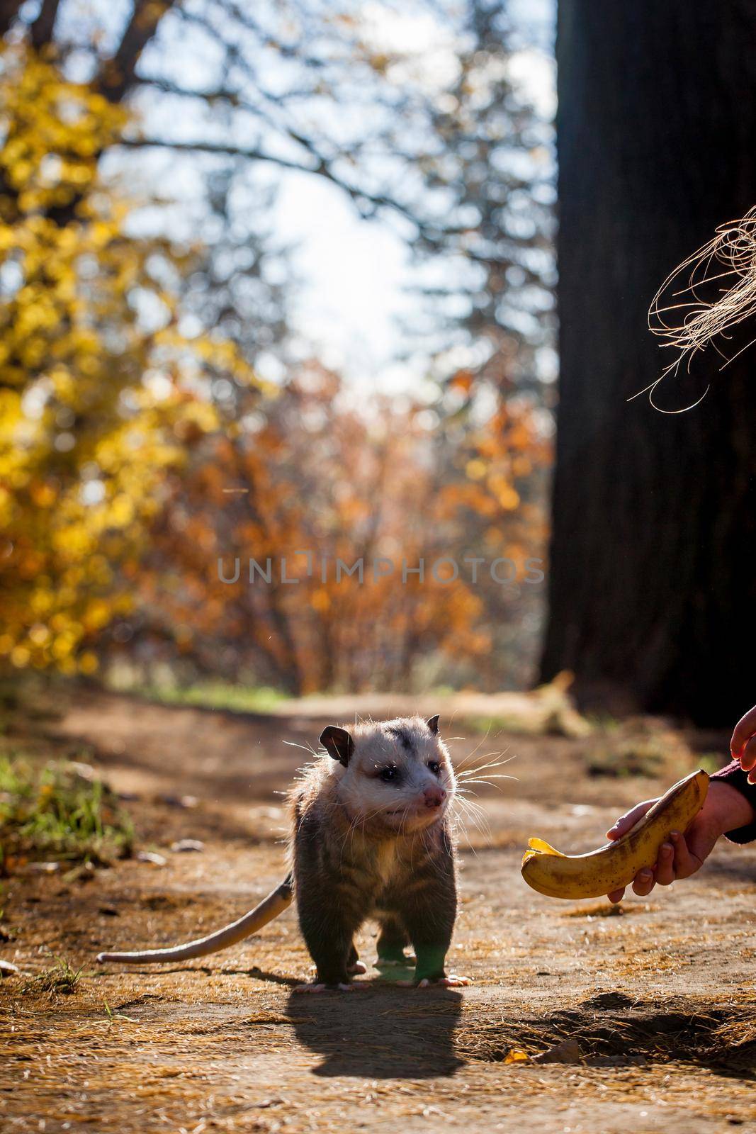 The Virginia or North American opossum, Didelphis virginiana, in autumn park