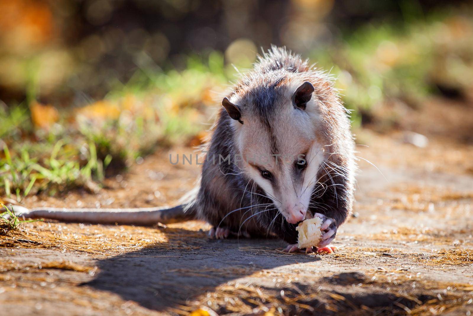 The Virginia or North American opossum, Didelphis virginiana, in autumn park