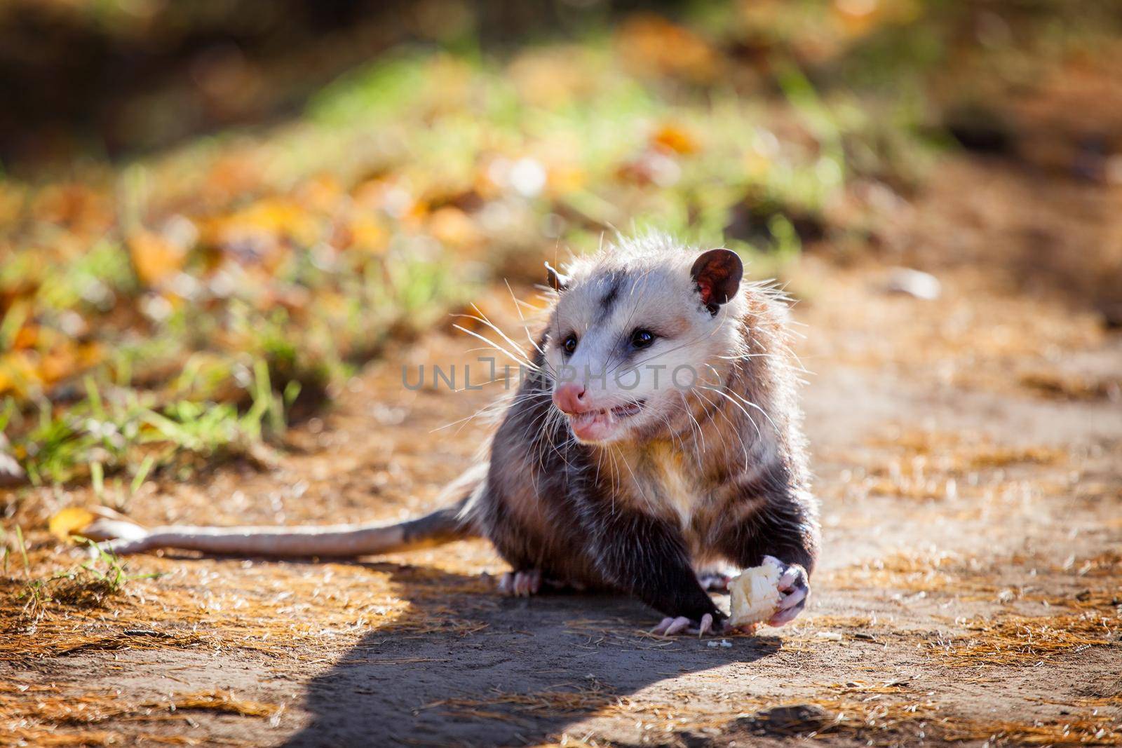 The Virginia opossum, Didelphis virginiana, in autumn park by RosaJay