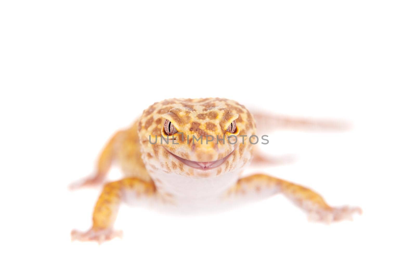 Leopard Gecko on a white background by RosaJay