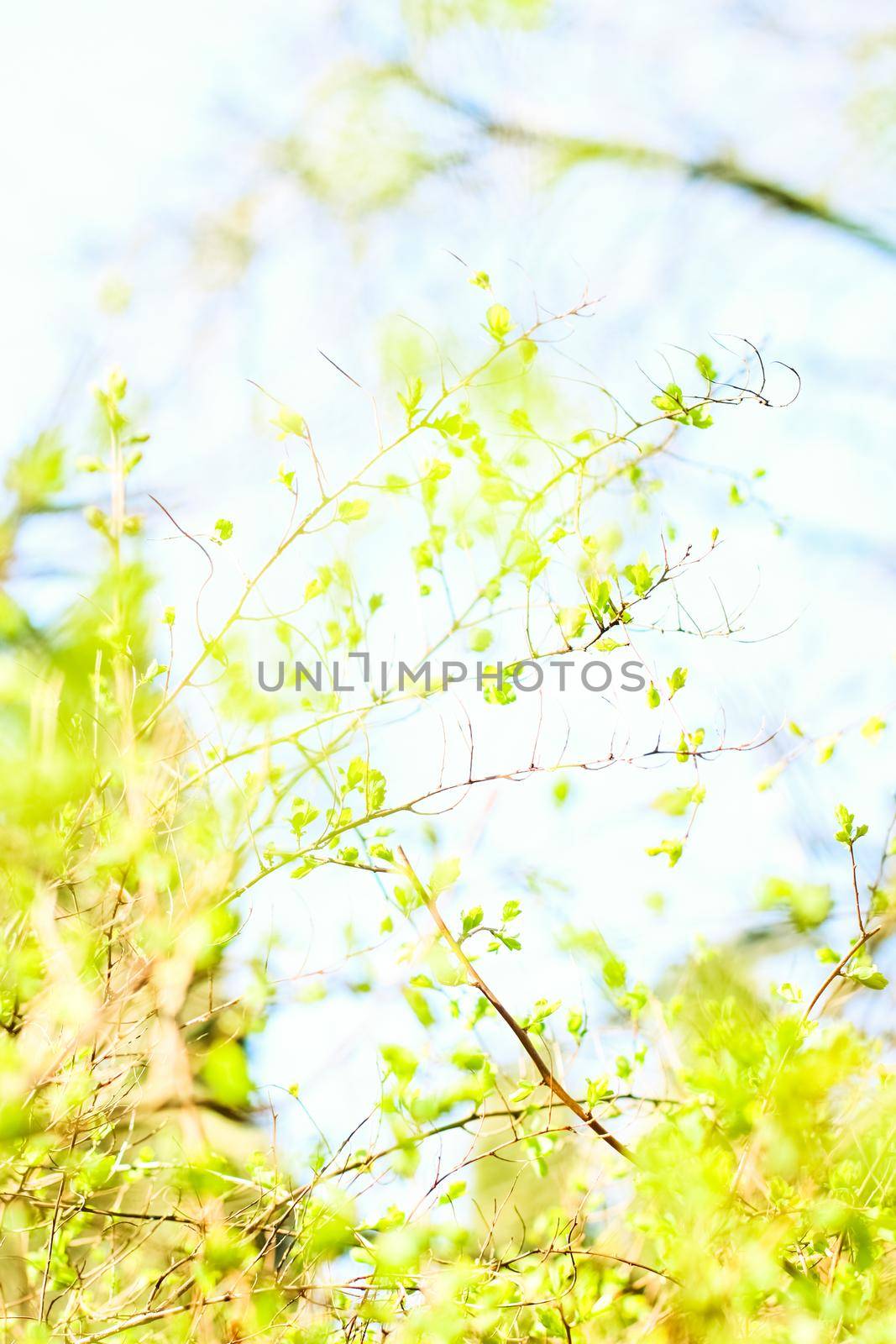 Green leaves in springtime, nature background by Anneleven