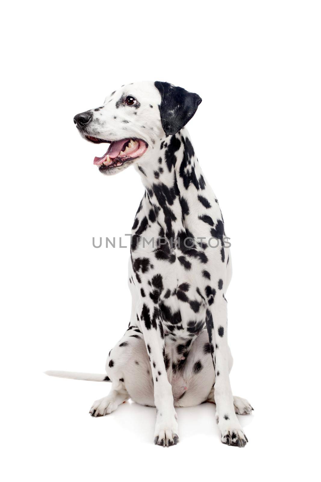 Dalmatian dog, isolated on white by RosaJay